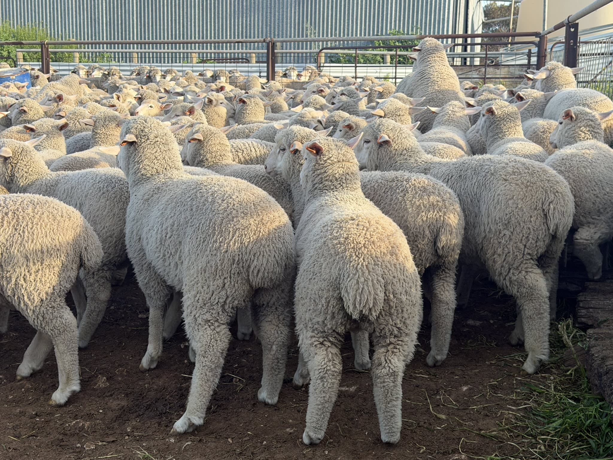 730 XB Store Lambs, Caliph SA - Agora Livestock listing 2YXIK3W