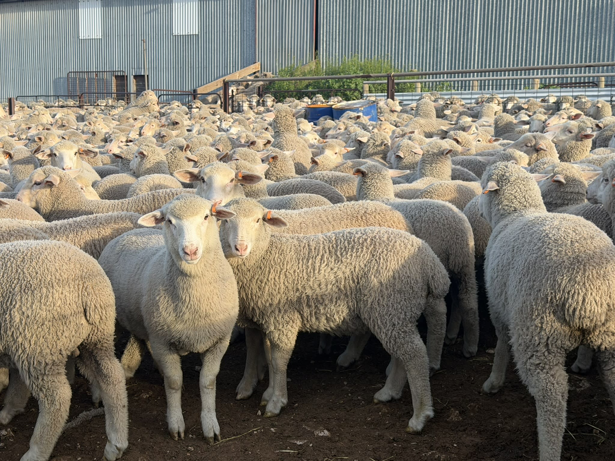 730 XB Store Lambs, Caliph SA - Agora Livestock listing 2YXIK3W