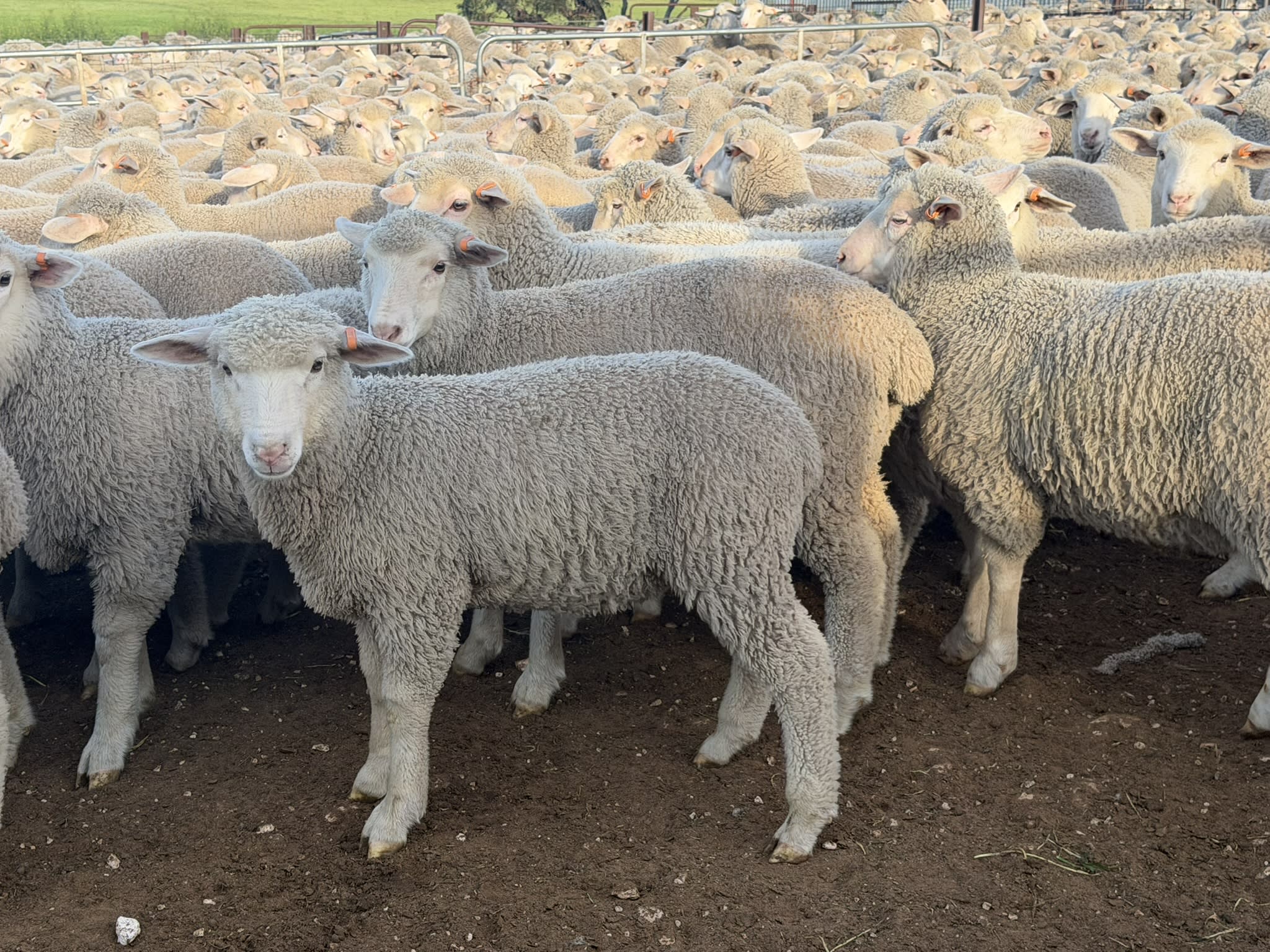 730 XB Store Lambs, Caliph SA - Agora Livestock listing 2YXIK3W