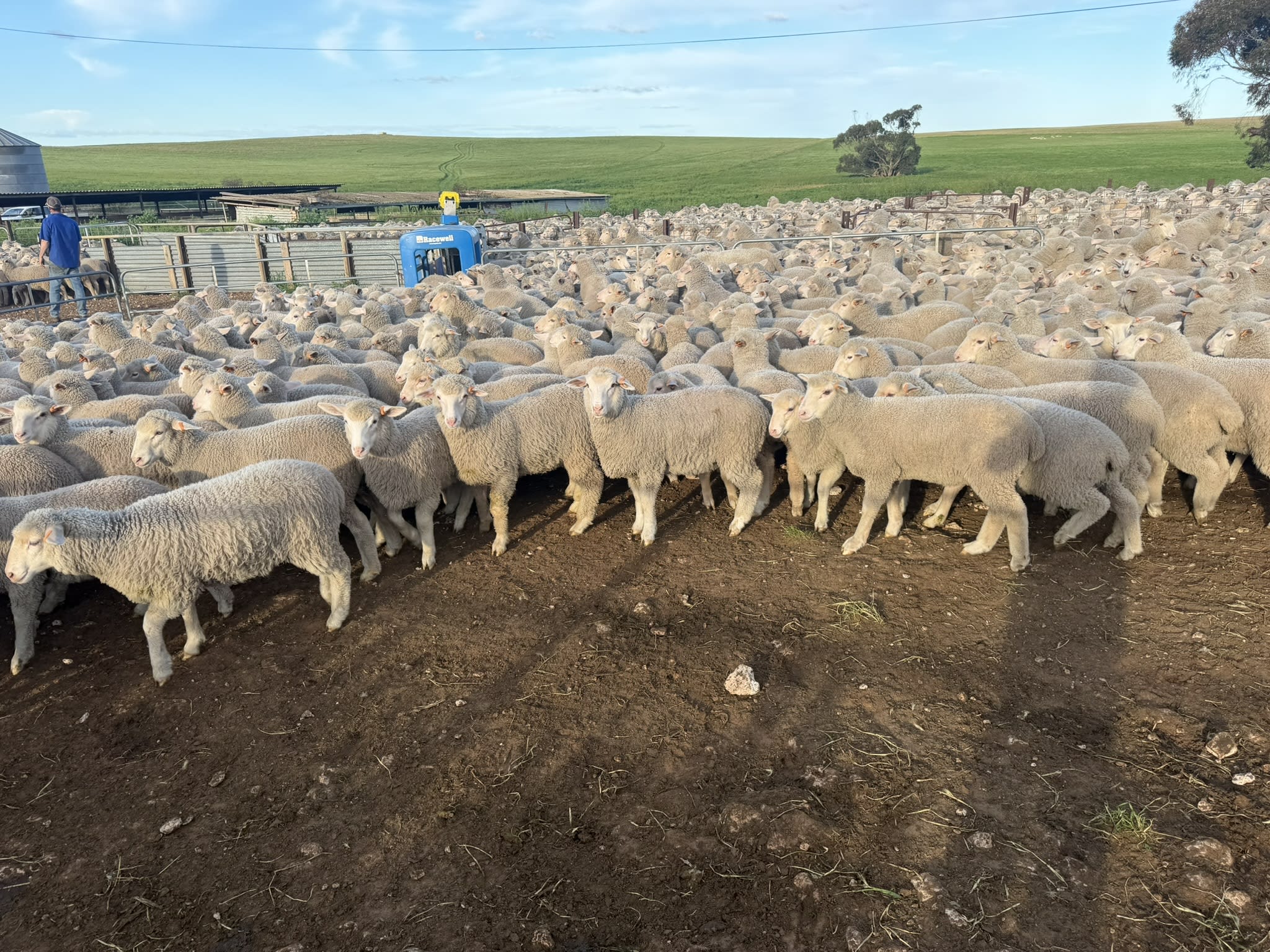 730 XB Store Lambs, Caliph SA - Agora Livestock listing 2YXIK3W