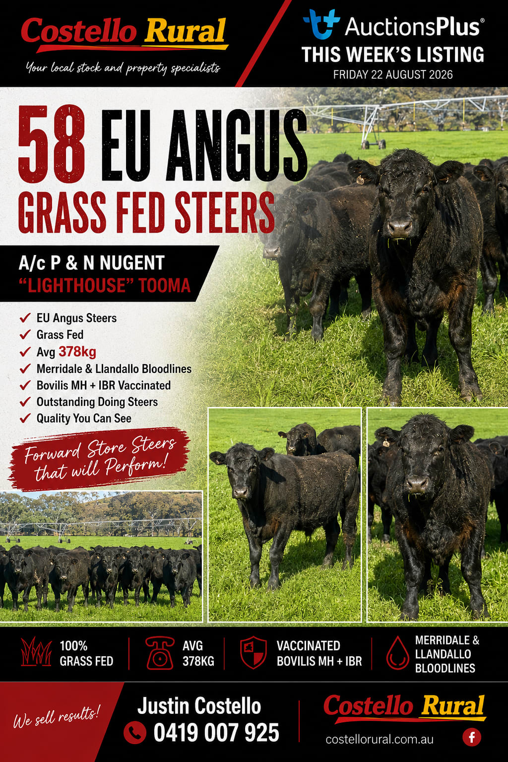 58 Purebred Angus Weaner Steers, EU & Greenham Accredited, Corryong VIC - Agora Livestock listing K2PCLXL