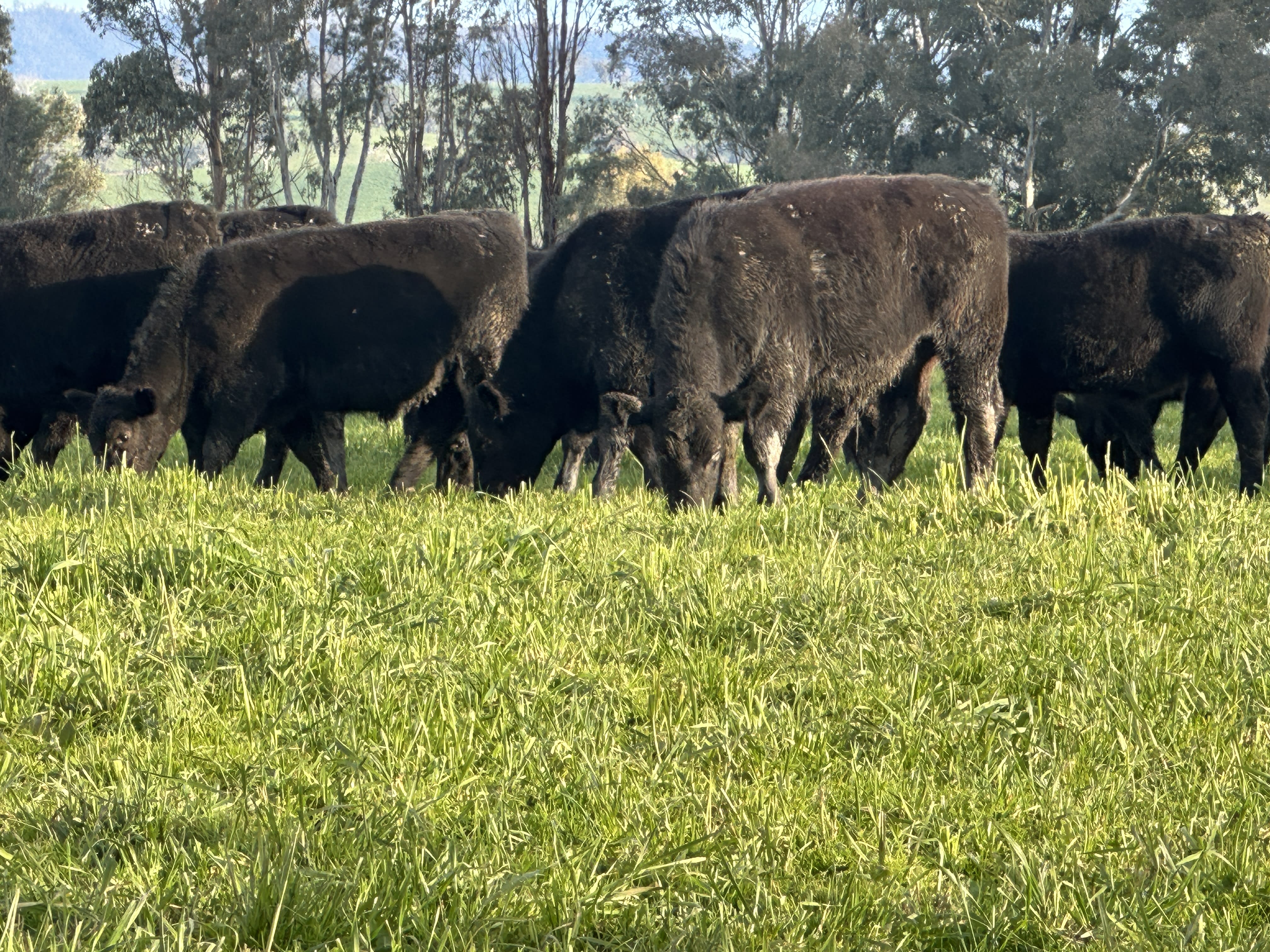 30 Vendor-Bred Angus Weaner Steers, Llandalo & RAFF Bloodlines, Cudgewa VIC - Agora Livestock listing 2YXIKGW
