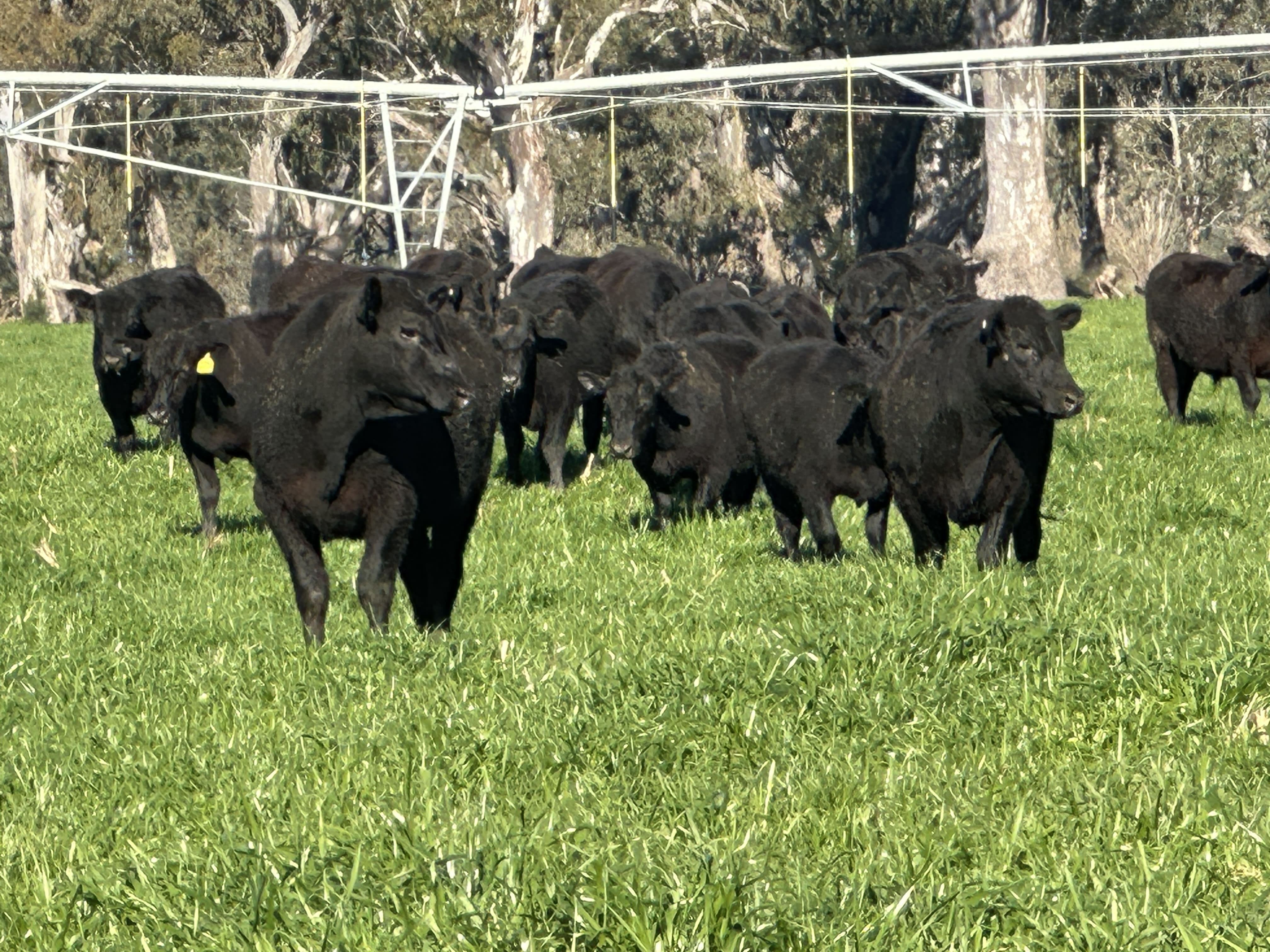 58 Purebred Angus Weaner Steers, EU & Greenham Accredited, Corryong VIC - Agora Livestock listing K2PCLXL