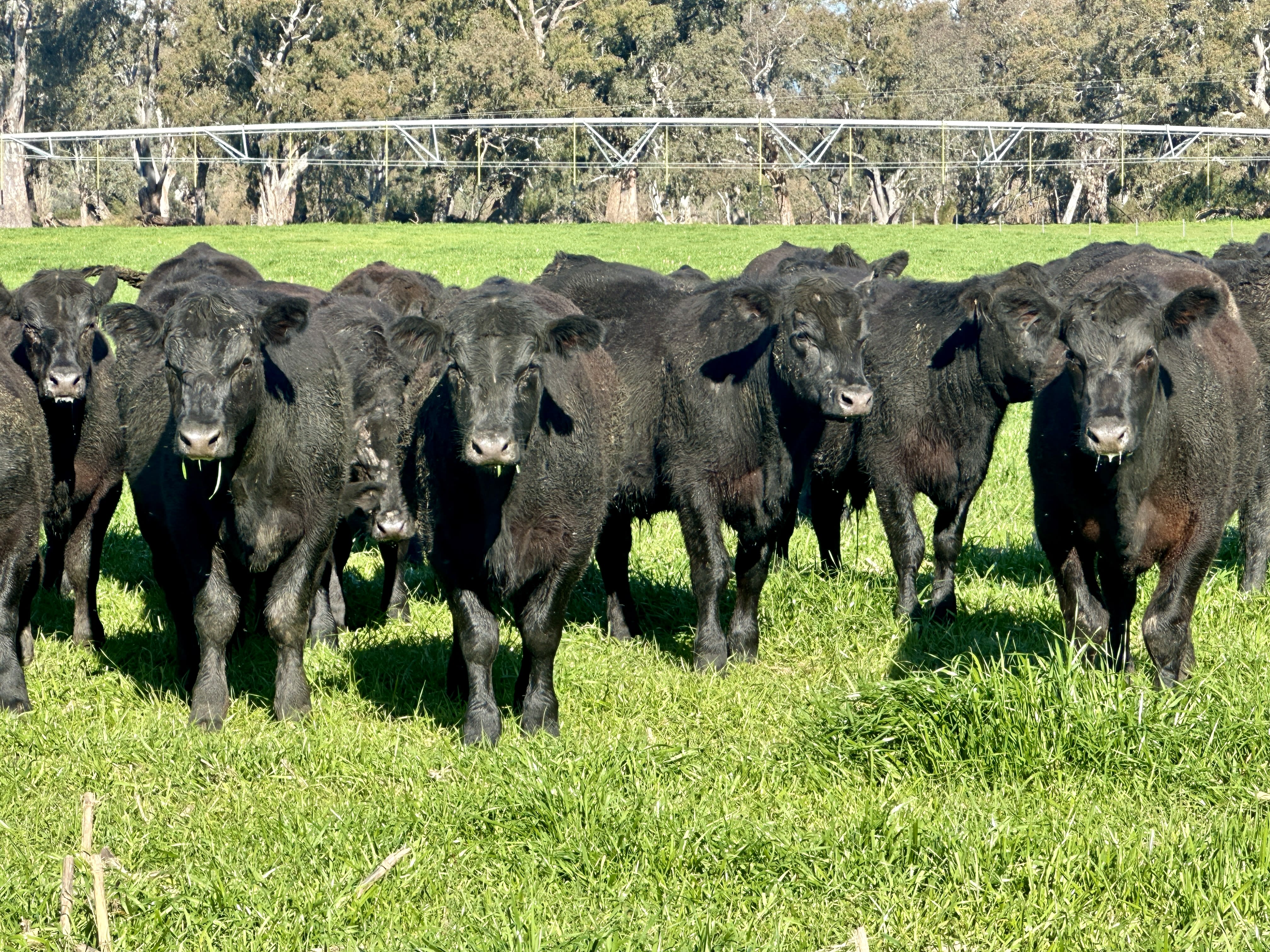 58 Purebred Angus Weaner Steers, EU & Greenham Accredited, Corryong VIC - Agora Livestock listing K2PCLXL