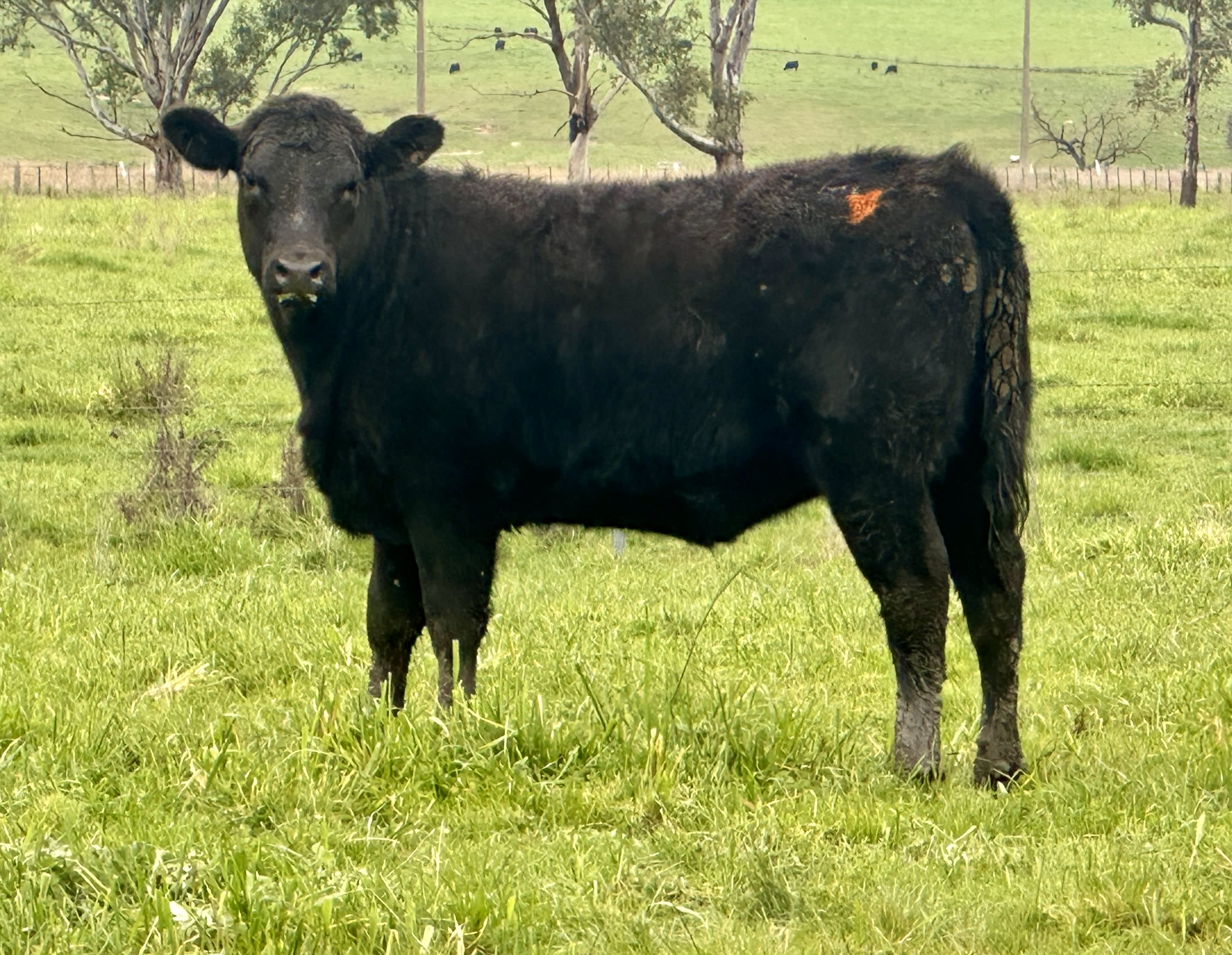 Vendor-Bred Angus Weaner Heifers, Llandalo Genetics, Cudgewa VIC - Agora Livestock listing K2PCLKL