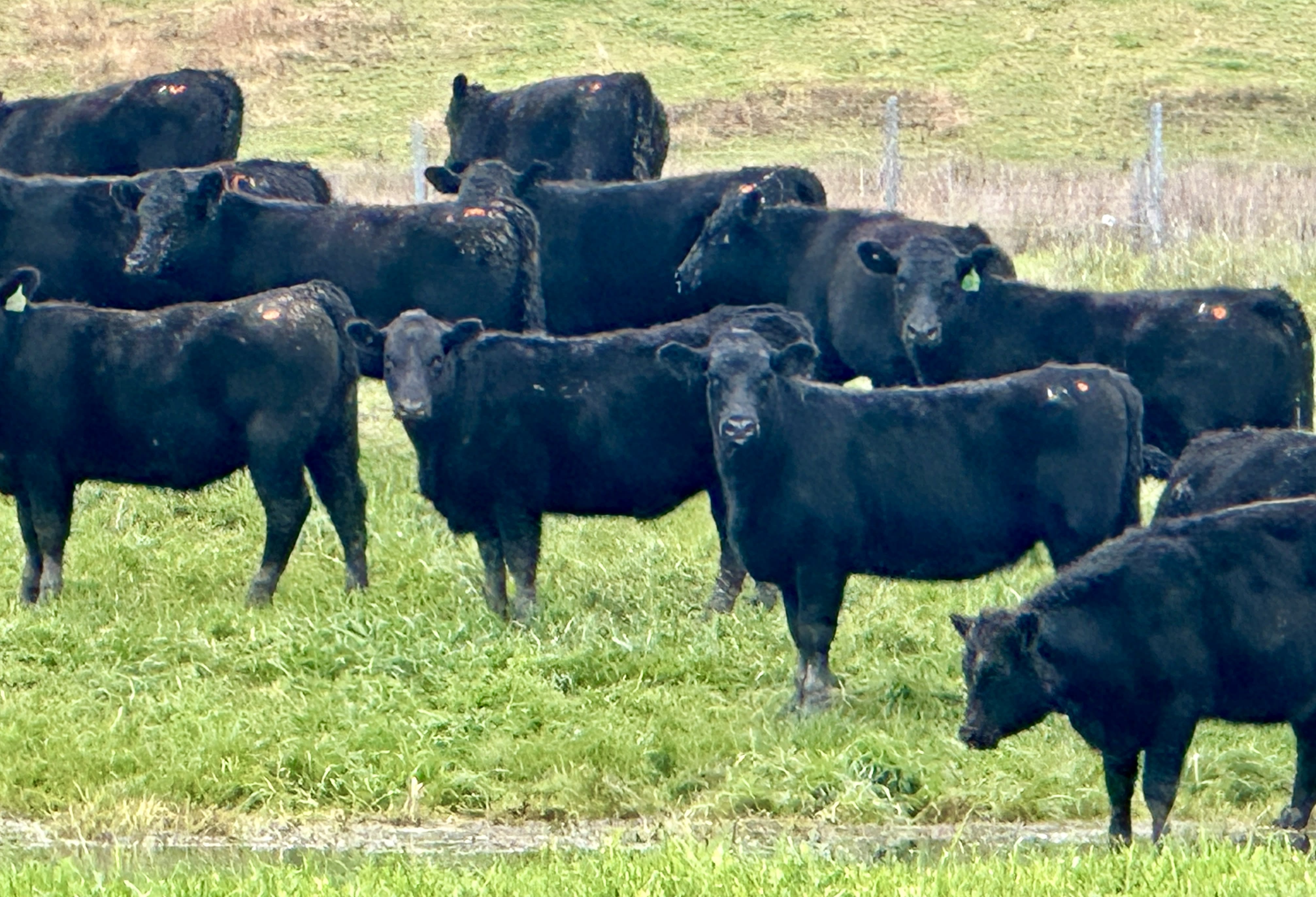 Vendor-Bred Angus Weaner Heifers, Llandalo Genetics, Cudgewa VIC - Agora Livestock listing K2PCLKL
