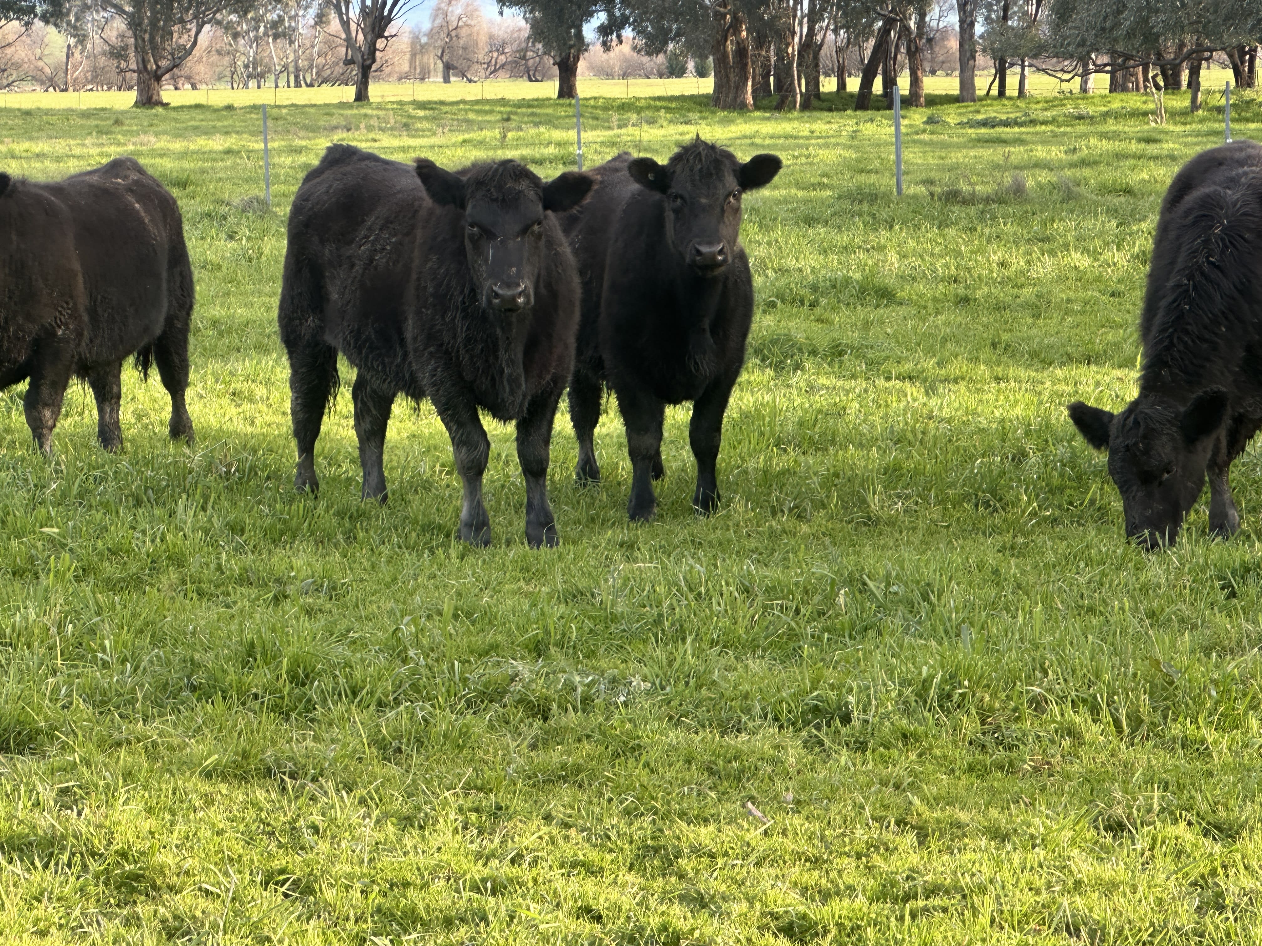 30 Vendor-Bred Angus Weaner Steers, Llandalo & RAFF Bloodlines, Cudgewa VIC - Agora Livestock listing 2YXIKGW