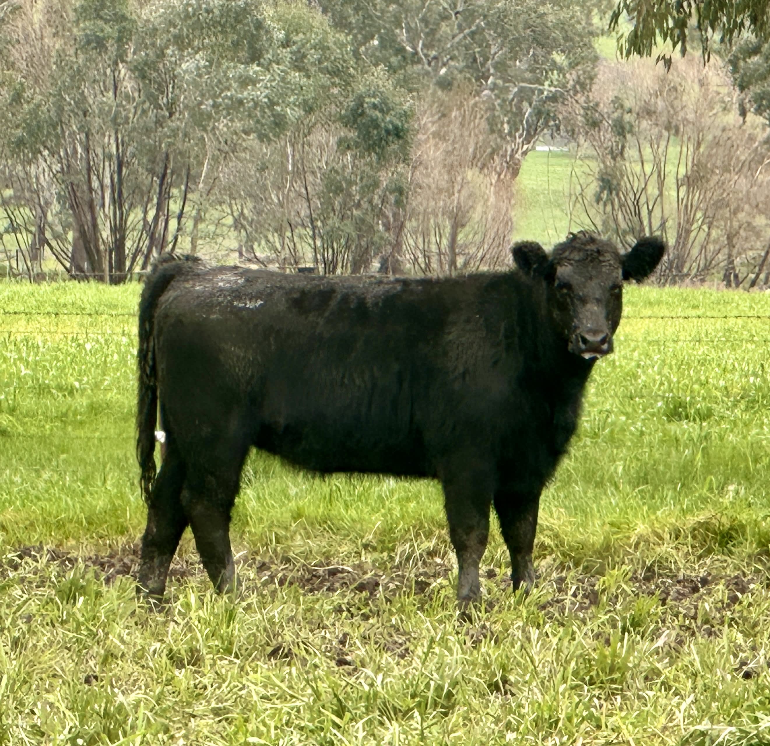 Vendor-Bred Angus Weaner Heifers, Llandalo Genetics, Cudgewa VIC - Agora Livestock listing K2PCLKL