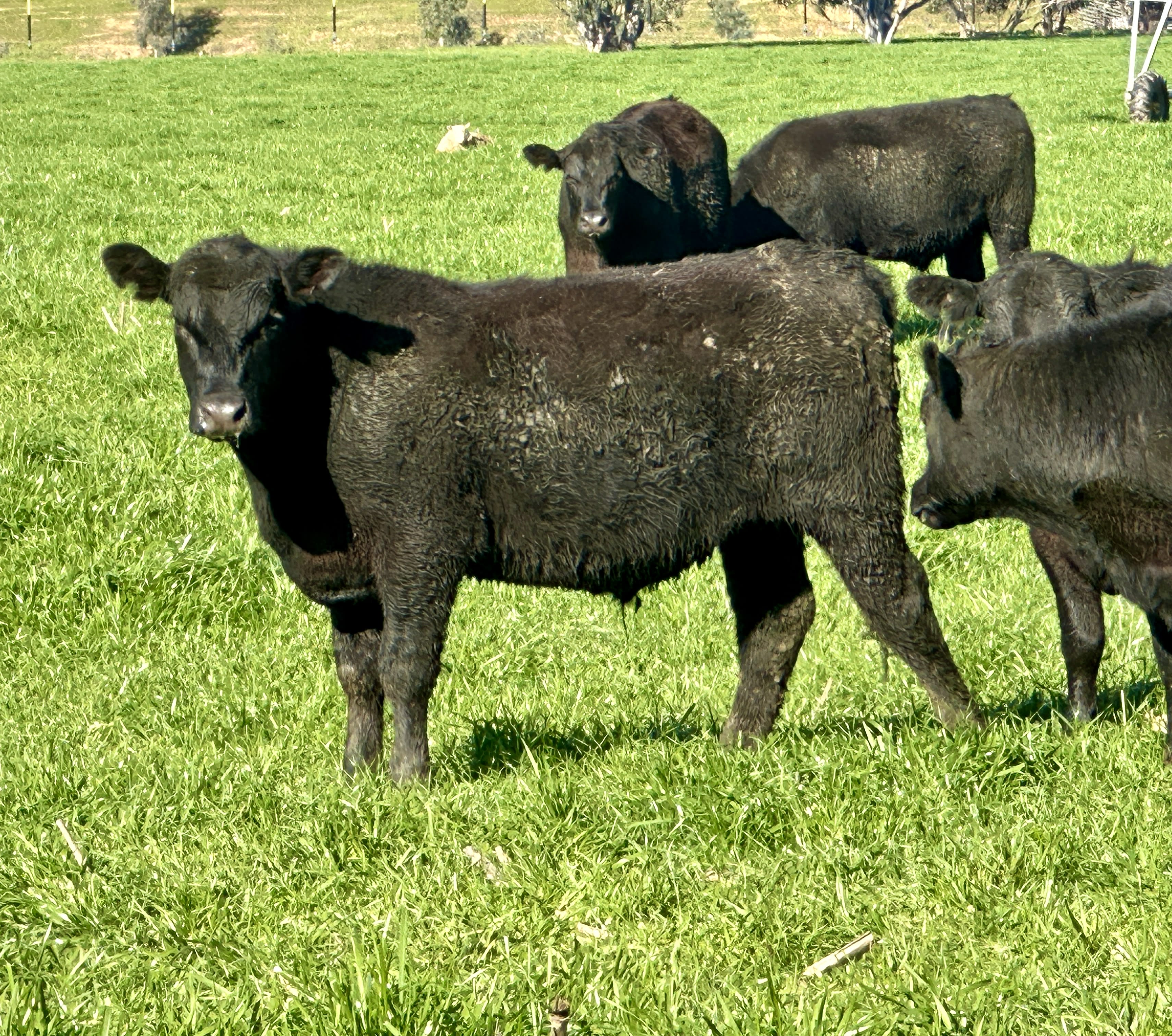 58 Purebred Angus Weaner Steers, EU & Greenham Accredited, Corryong VIC - Agora Livestock listing K2PCLXL