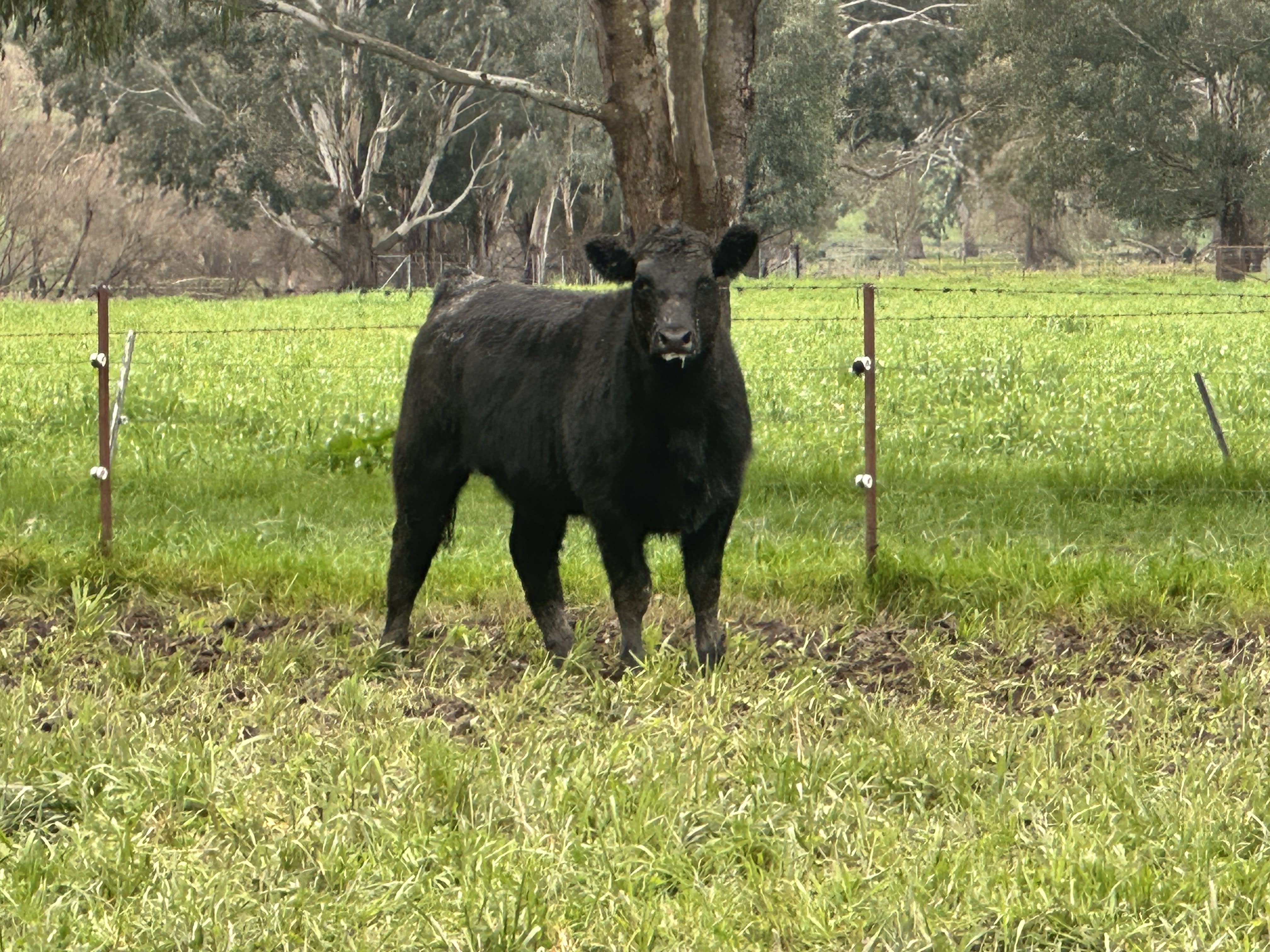Vendor-Bred Angus Weaner Heifers, Llandalo Genetics, Cudgewa VIC - Agora Livestock listing K2PCLKL