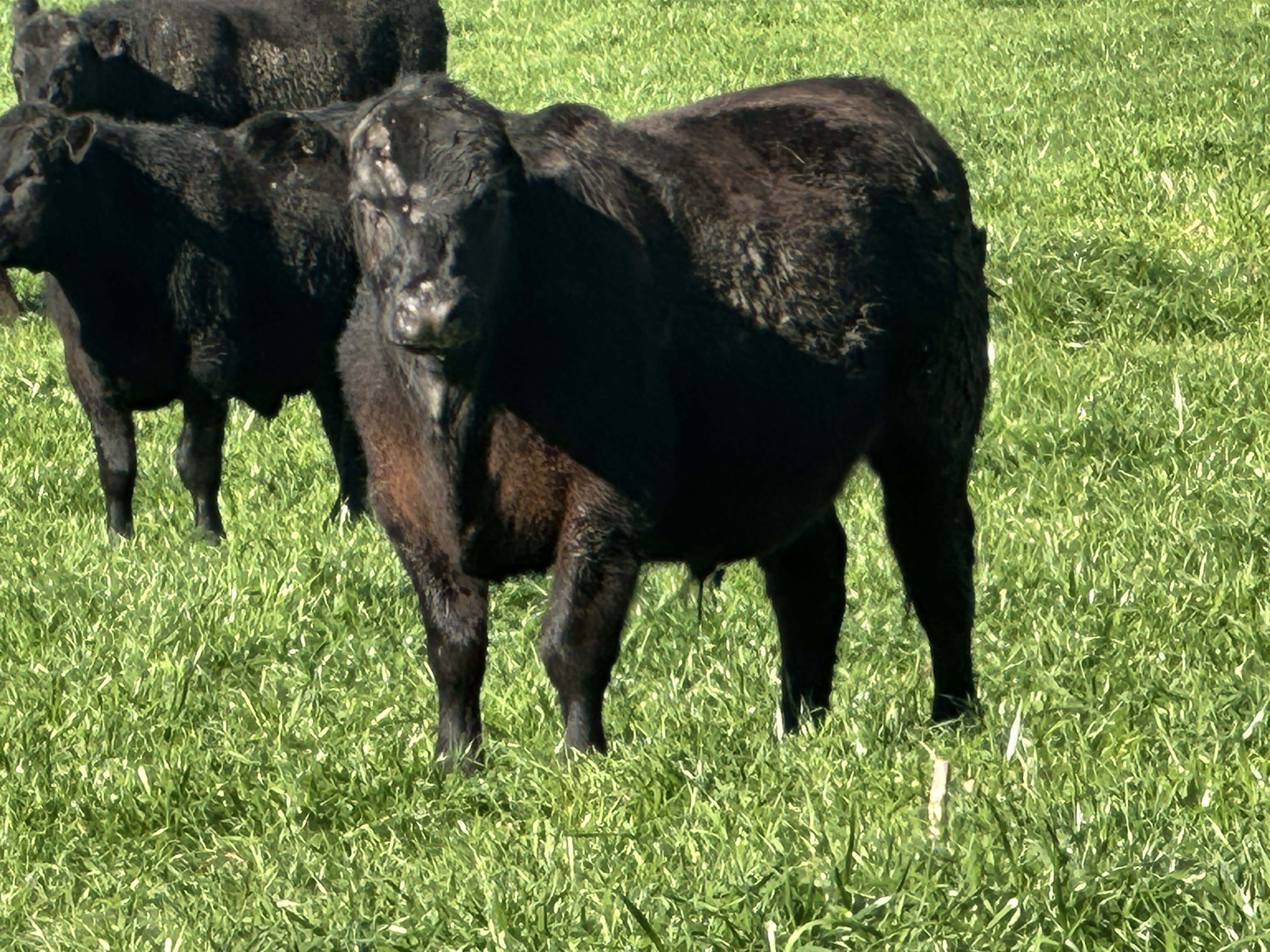 58 Purebred Angus Weaner Steers, EU & Greenham Accredited, Corryong VIC - Agora Livestock listing K2PCLXL