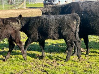 4 Purebred Angus Cows & Calves (AuctionsPlus), Tooma NSW - Agora Livestock listing QVPIL4N