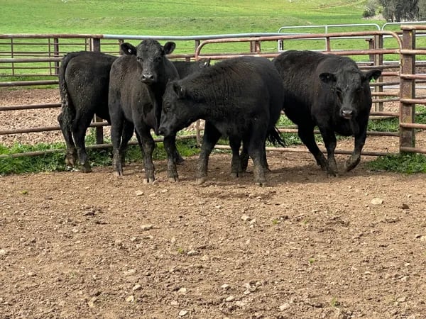 8 Angus Weaned Steers, Tintaldra VIC - Agora Livestock listing DVOIDOK