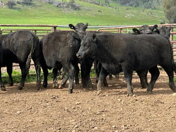 8 Angus Weaned Steers, Tintaldra VIC - Agora Livestock listing DVOIDOK