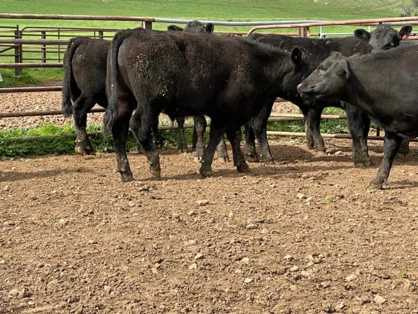 8 Angus Weaned Steers, Tintaldra VIC - Agora Livestock listing DVOIDOK