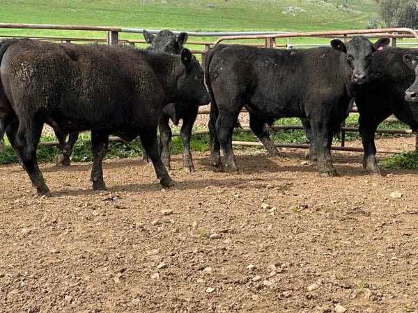 8 Angus Weaned Steers, Tintaldra VIC - Agora Livestock listing DVOIDOK