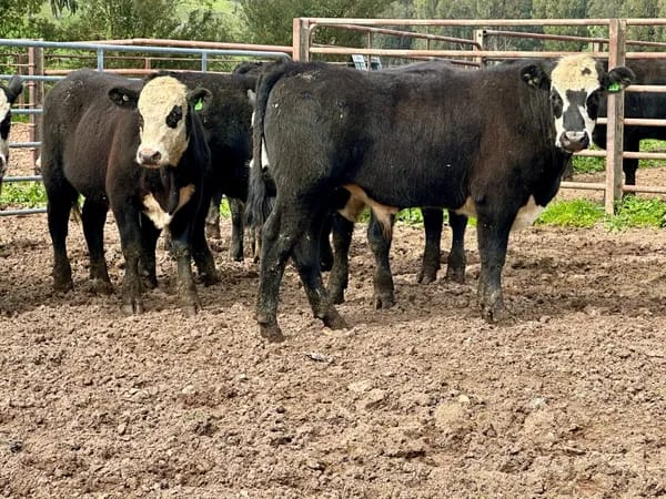 8 Angus X Weaned Steers, Tintaldra VIC - Agora Livestock listing MKPIL13
