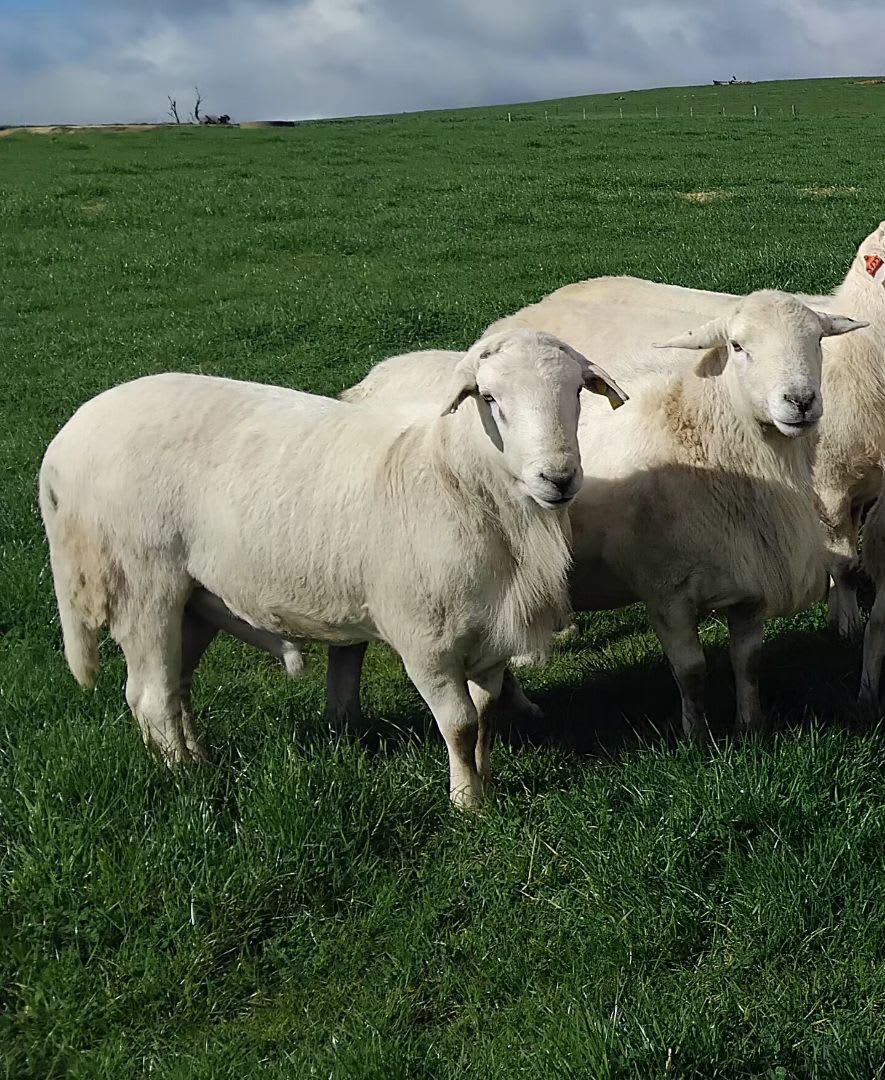 20 Purebred Australian White Stud Rams For Sale, MUDGEGONGA VIC - Agora Livestock listing R2PC7LE