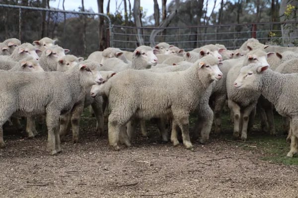 200 XB Mixed Sex Sucker Lambs, Stawell VIC - Agora Livestock listing QVPIL5N