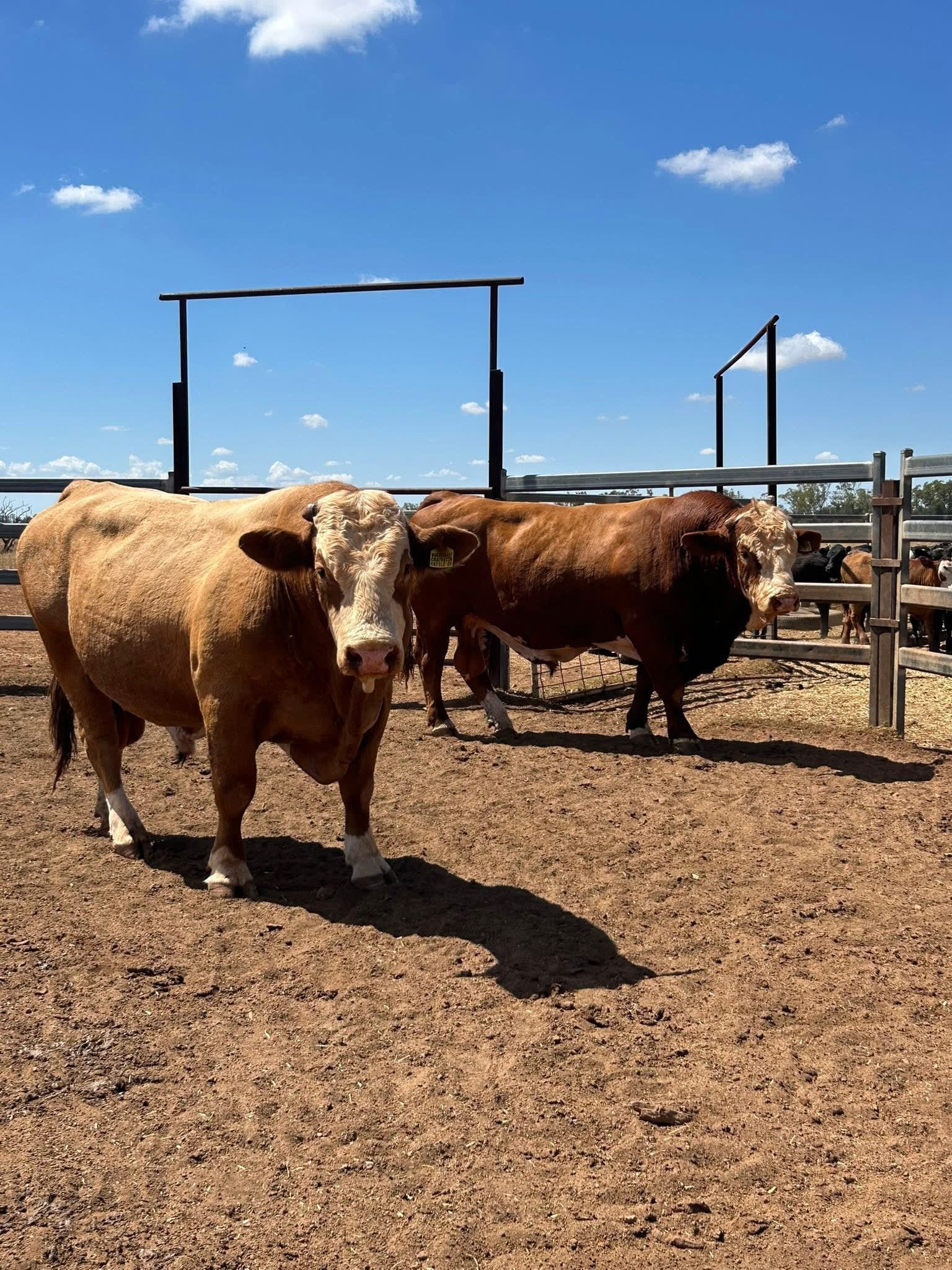 10 Hereford, Simmental, Charolias  Bulls, North Bungunya QLD - Agora Livestock listing WWPIVLD