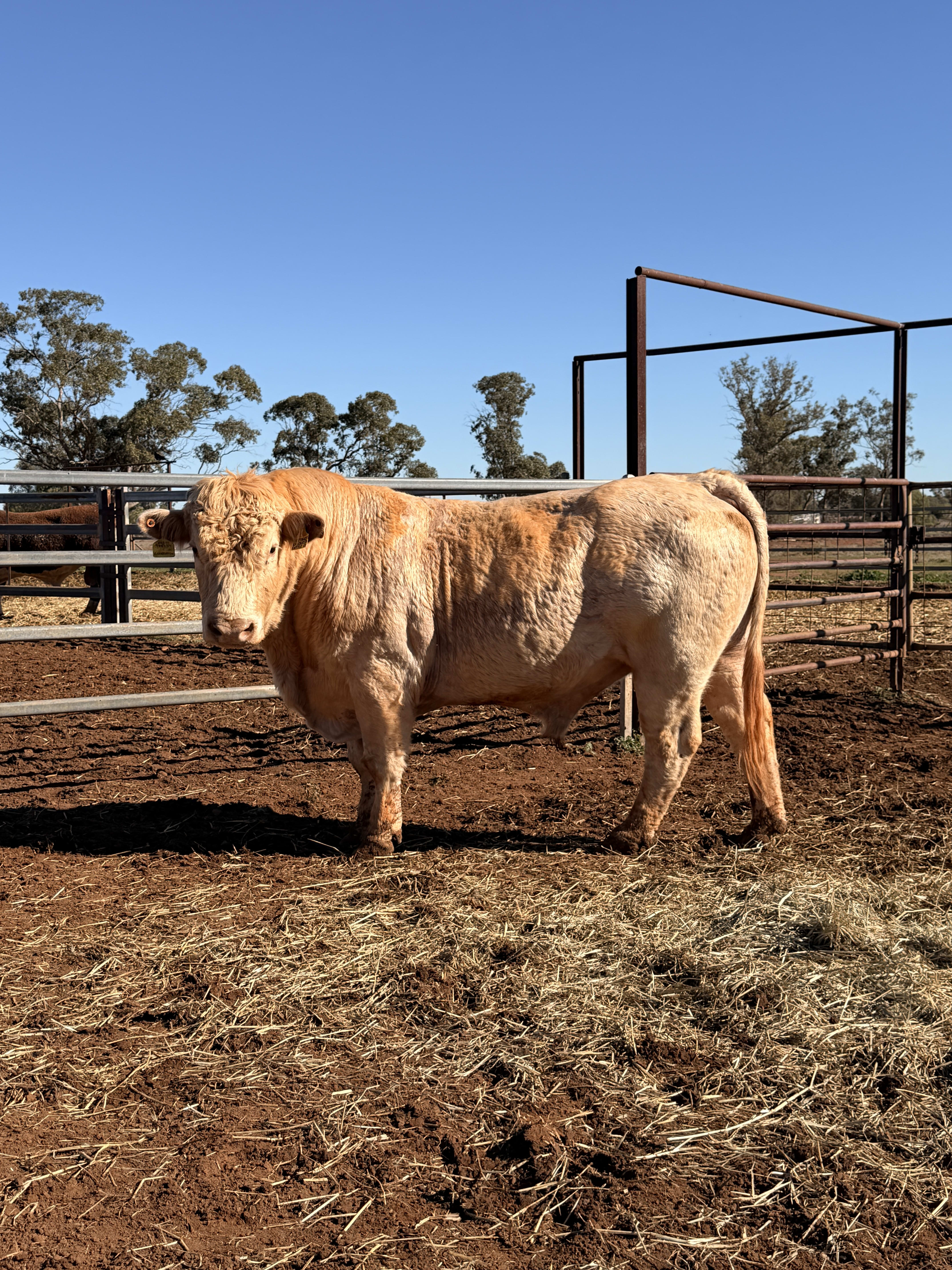 10 Hereford, Simmental, Charolias  Bulls, North Bungunya QLD - Agora Livestock listing WWPIVLD