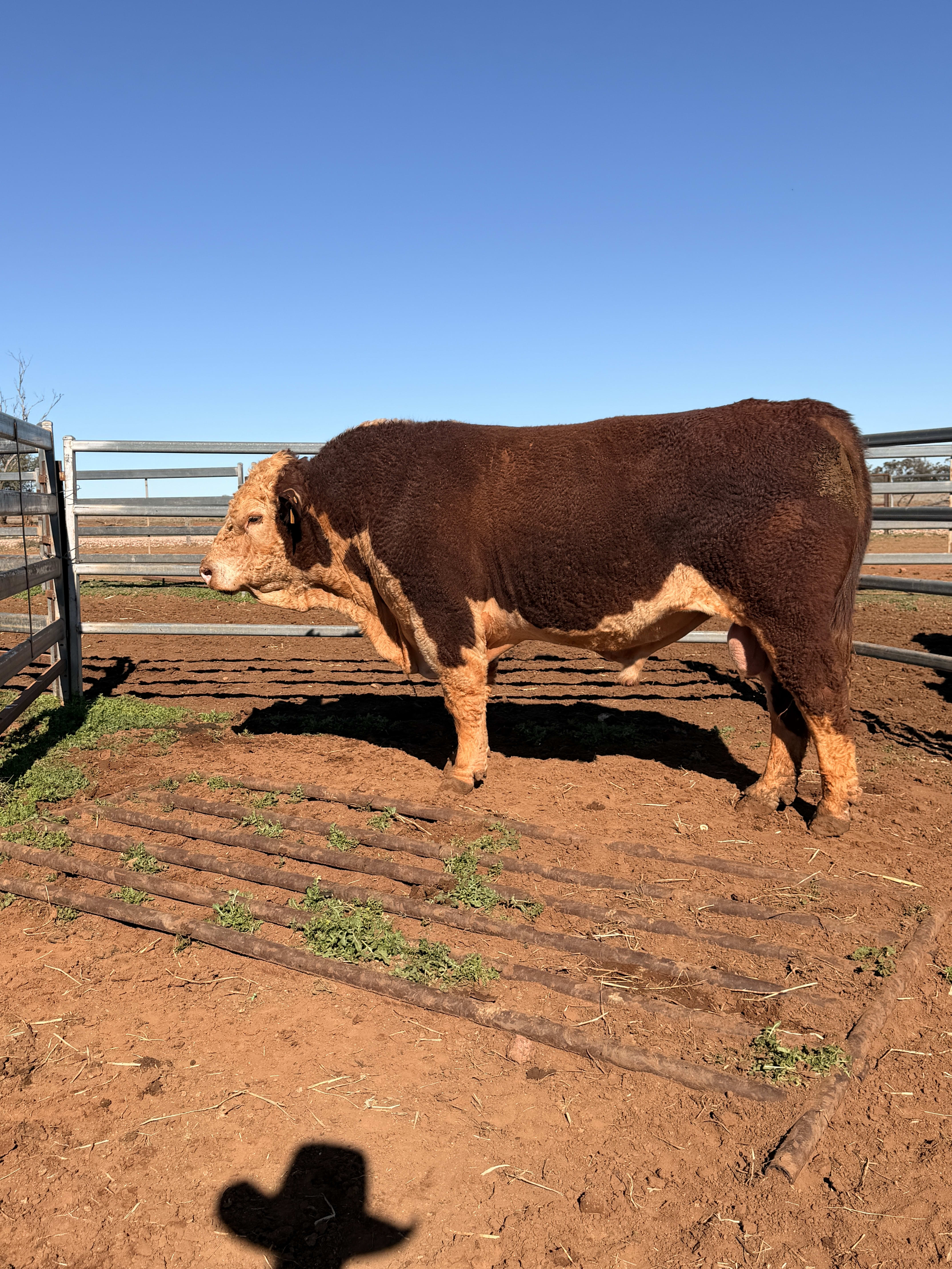 10 Hereford, Simmental, Charolias  Bulls, North Bungunya QLD - Agora Livestock listing WWPIVLD