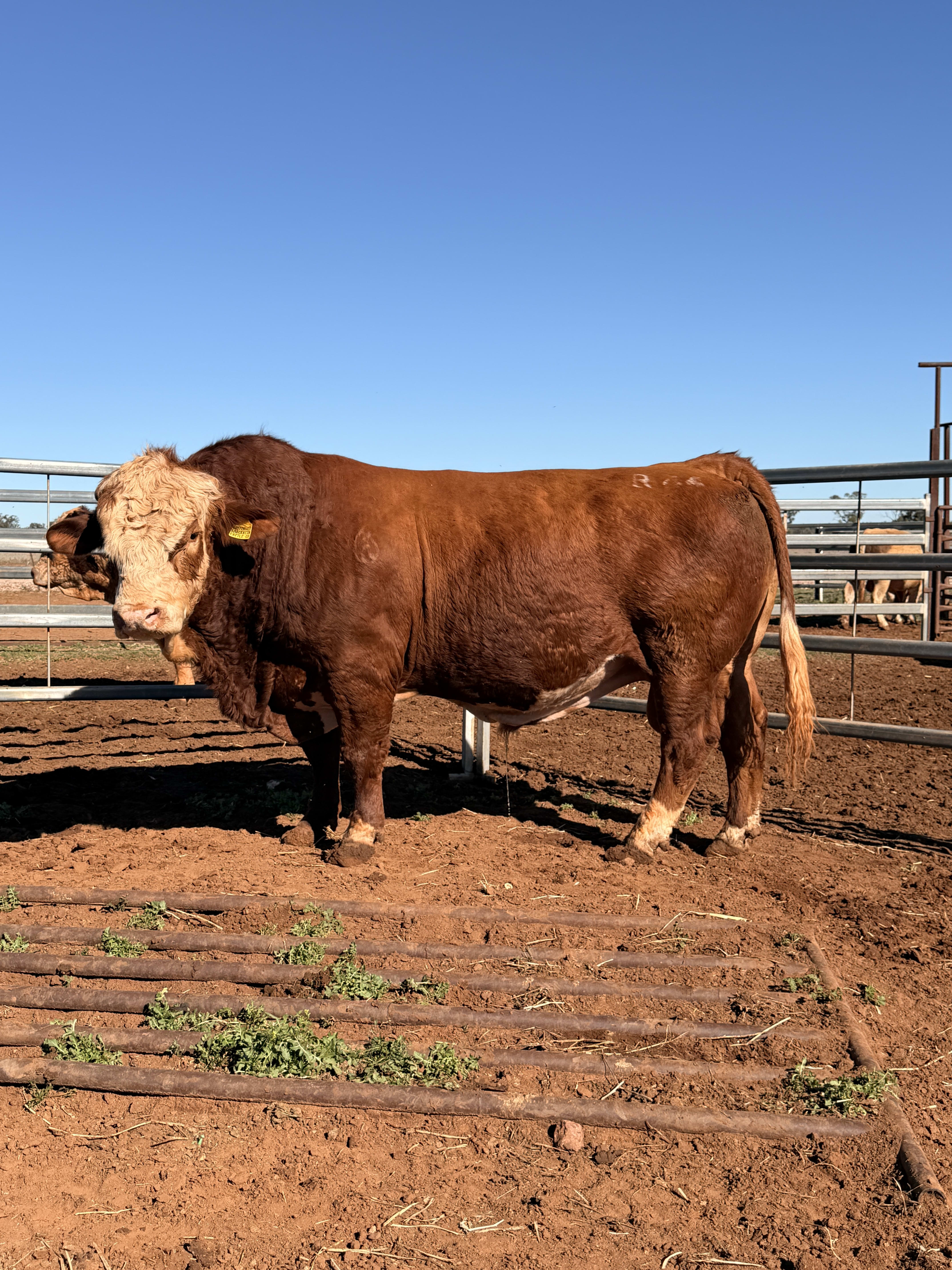 10 Hereford, Simmental, Charolias  Bulls, North Bungunya QLD - Agora Livestock listing WWPIVLD