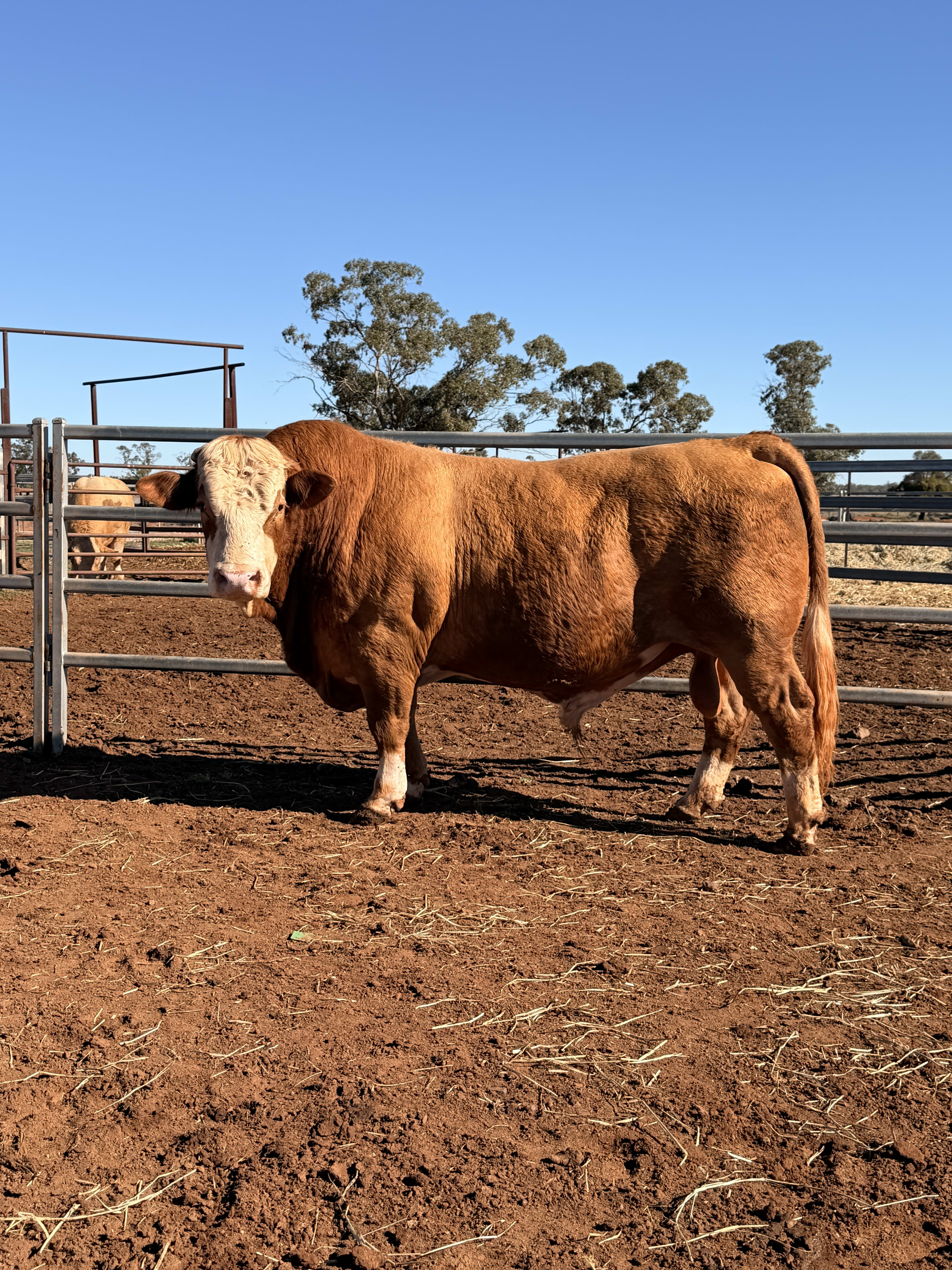 10 Hereford, Simmental, Charolias  Bulls, North Bungunya QLD - Agora Livestock listing WWPIVLD