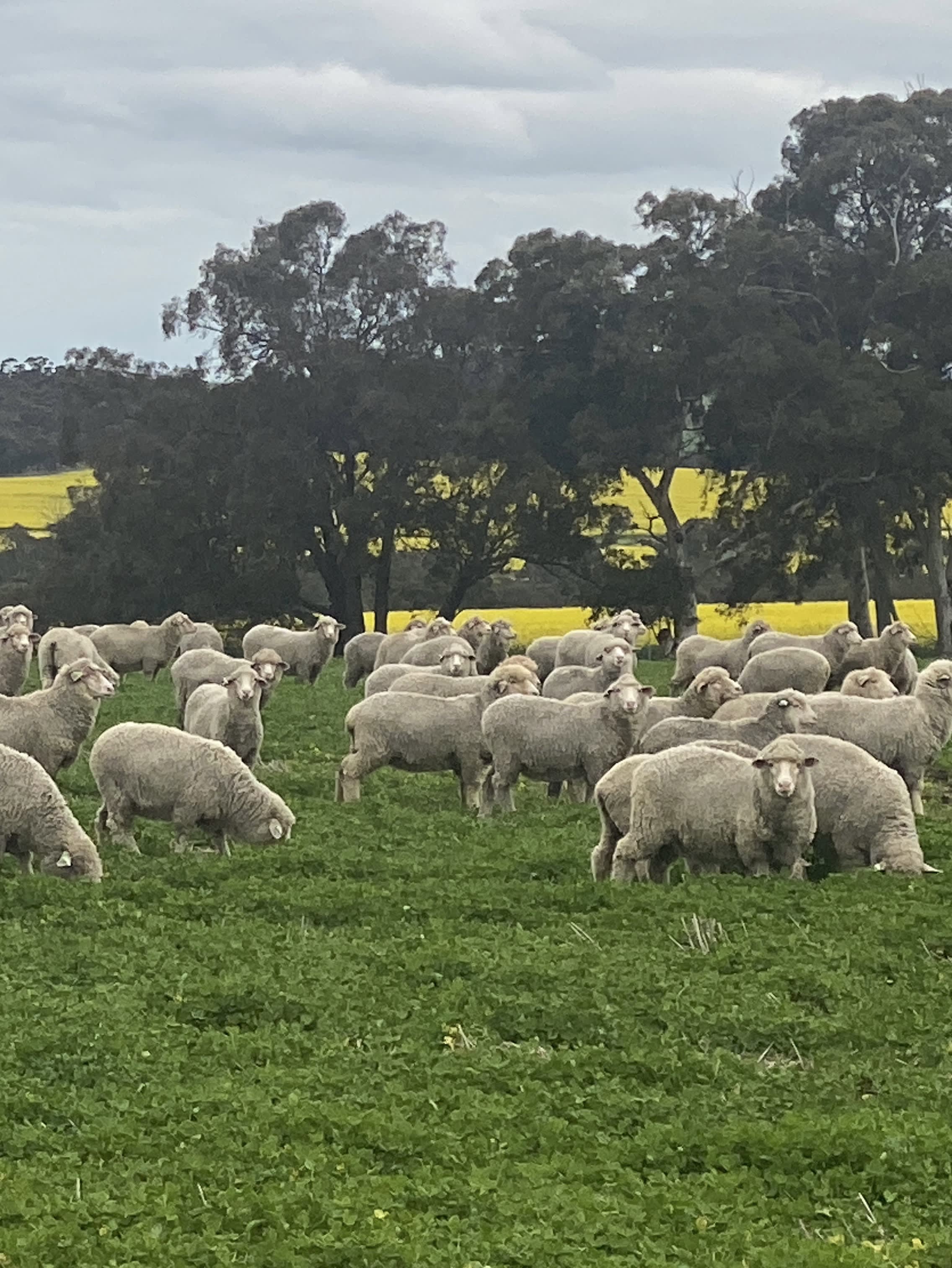 1000 bare shorn Merino ewes (December delivery), Borderdale WA - Agora Livestock listing X5ZSPXK