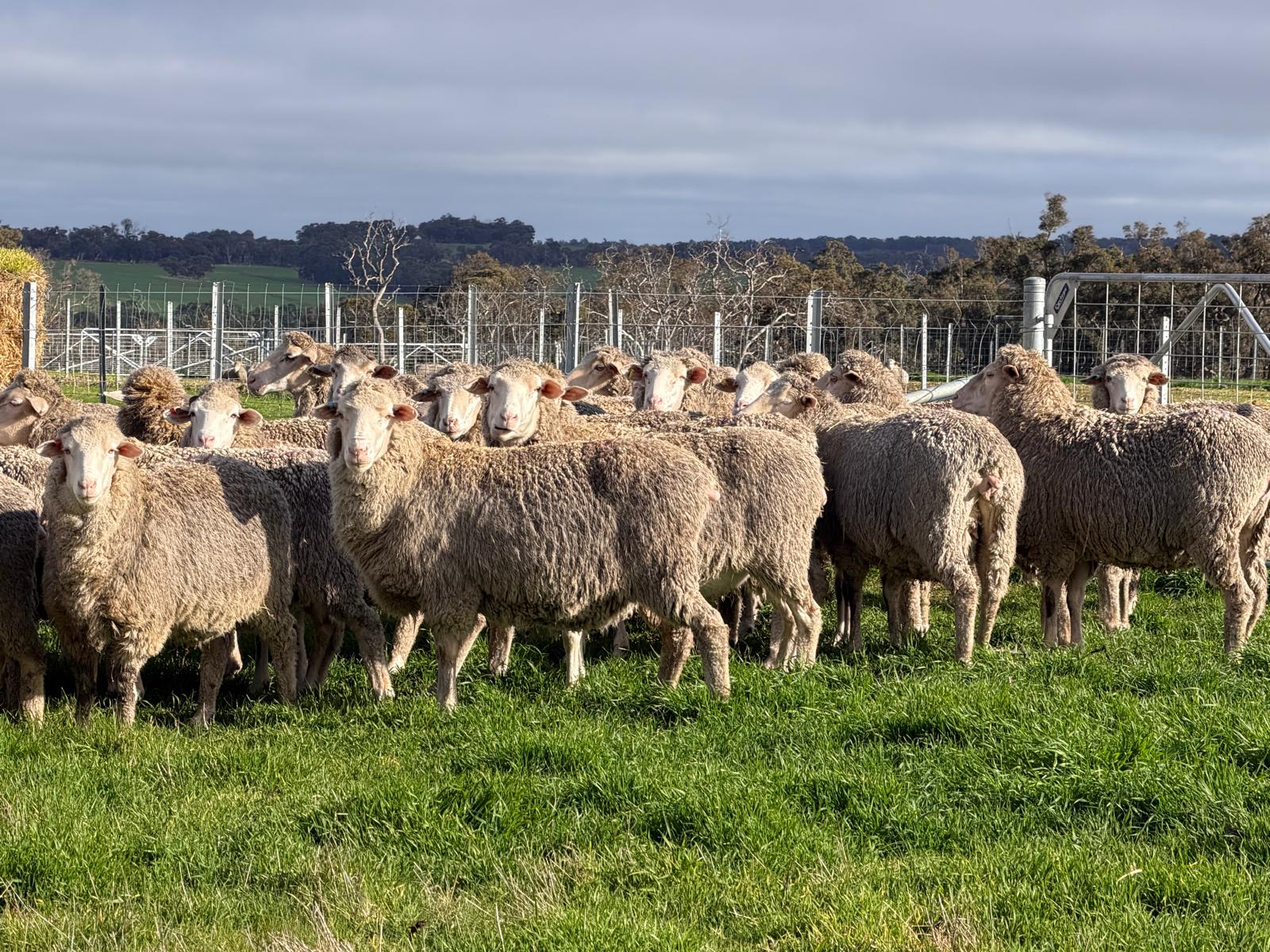 962  Mixed age Oct shorn MPM Merino Performance bred Ewes SIL, Borderdale WA - Agora Livestock listing 01KA0RV