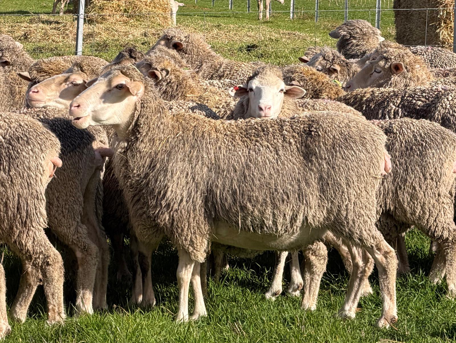 962  Mixed age Oct shorn MPM Merino Performance bred Ewes SIL, Borderdale WA - Agora Livestock listing 01KA0RV