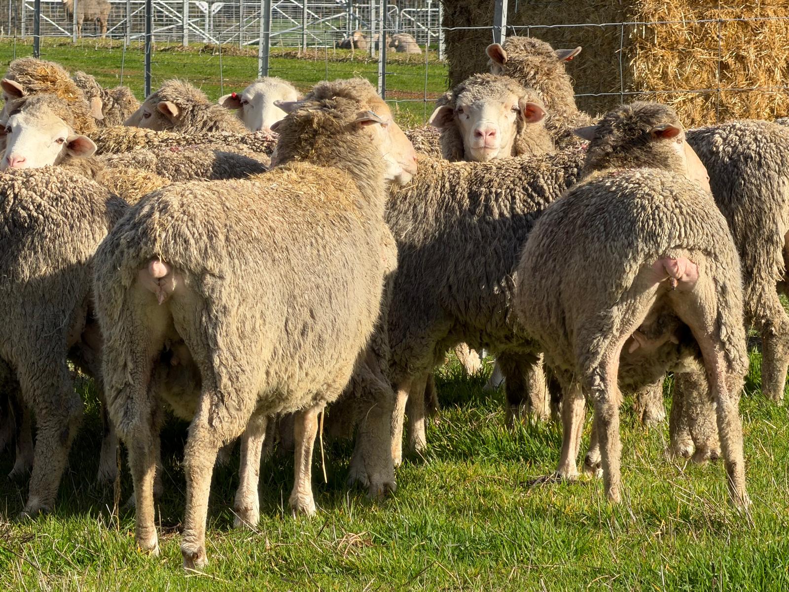 962  Mixed age Oct shorn MPM Merino Performance bred Ewes SIL, Borderdale WA - Agora Livestock listing 01KA0RV