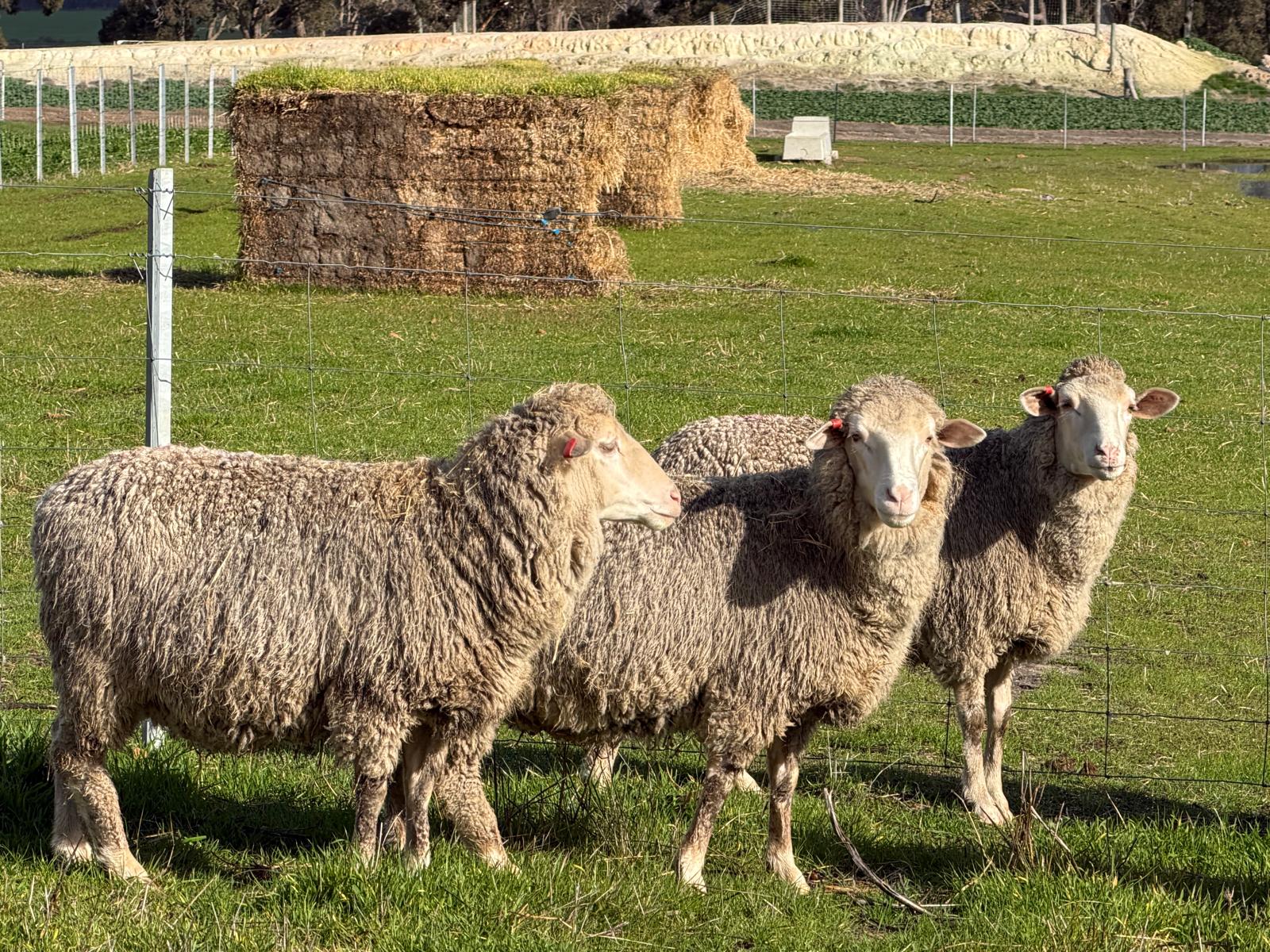 962  Mixed age Oct shorn MPM Merino Performance bred Ewes SIL, Borderdale WA - Agora Livestock listing 01KA0RV