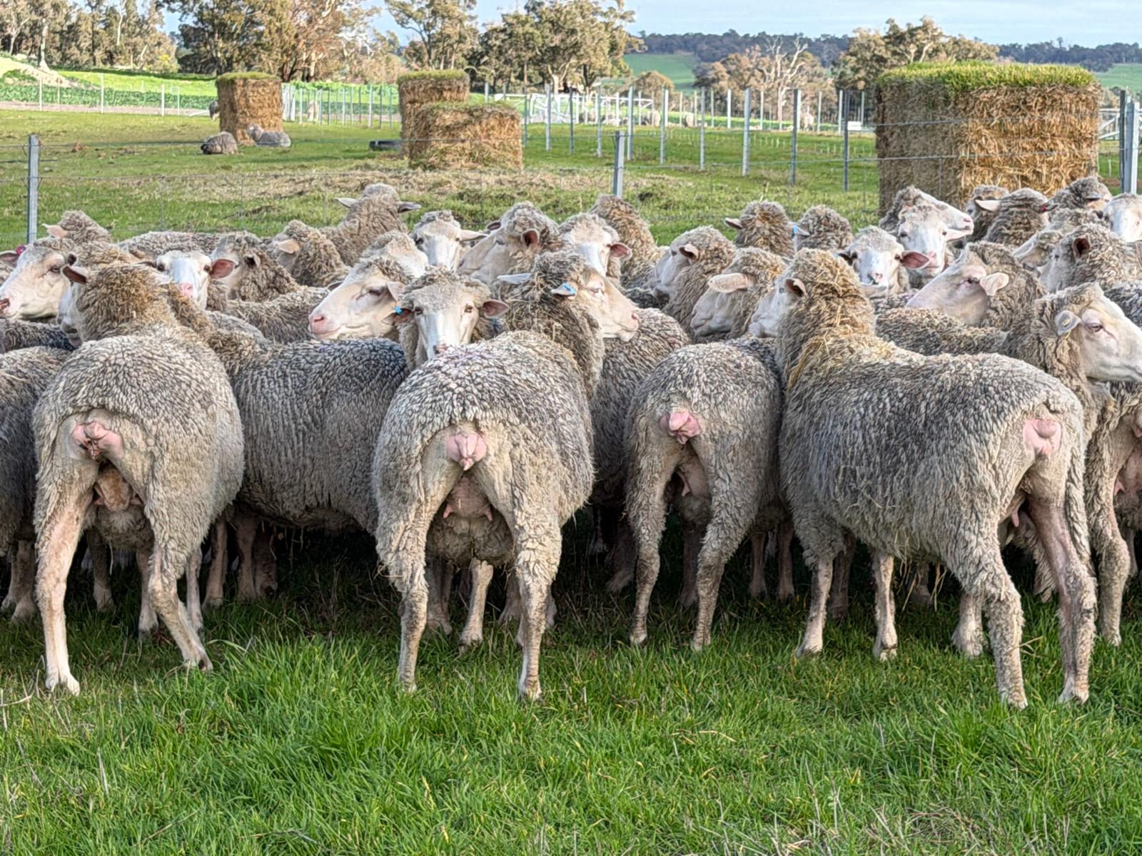 962  Mixed age Oct shorn MPM Merino Performance bred Ewes SIL, Borderdale WA - Agora Livestock listing 01KA0RV