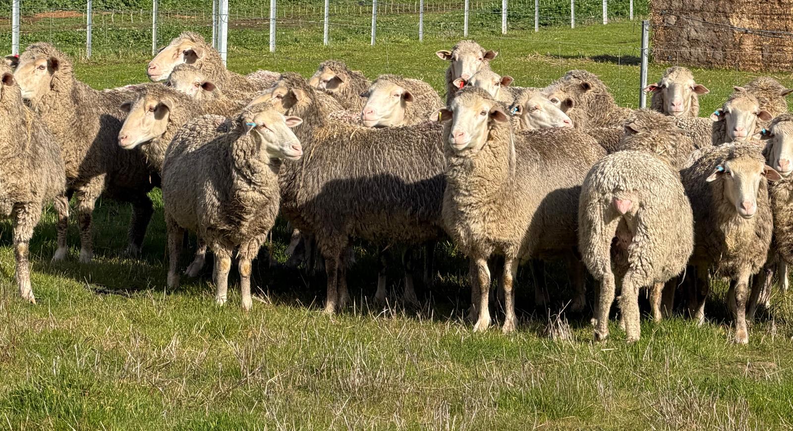 962  Mixed age Oct shorn MPM Merino Performance bred Ewes SIL, Borderdale WA - Agora Livestock listing 01KA0RV