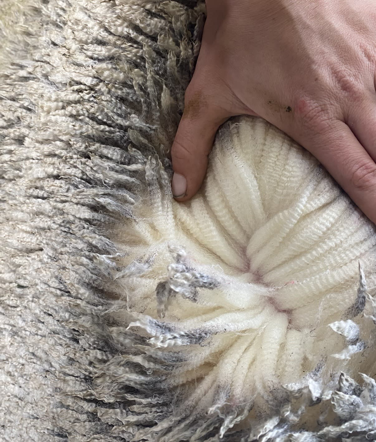 1000 bare shorn Merino ewes (December delivery), Borderdale WA - Agora Livestock listing X5ZSPXK
