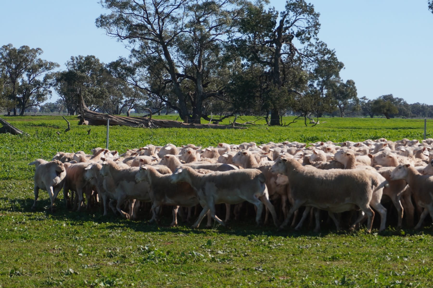 660 Proven Ultra White Breeder Ewes, Ready to Join, Nyngan NSW - Agora Livestock listing LKPIZ7Y