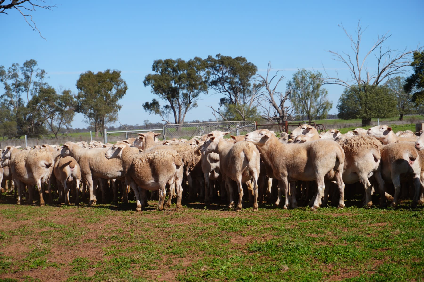 660 Proven Ultra White Breeder Ewes, Ready to Join, Nyngan NSW - Agora Livestock listing LKPIZ7Y
