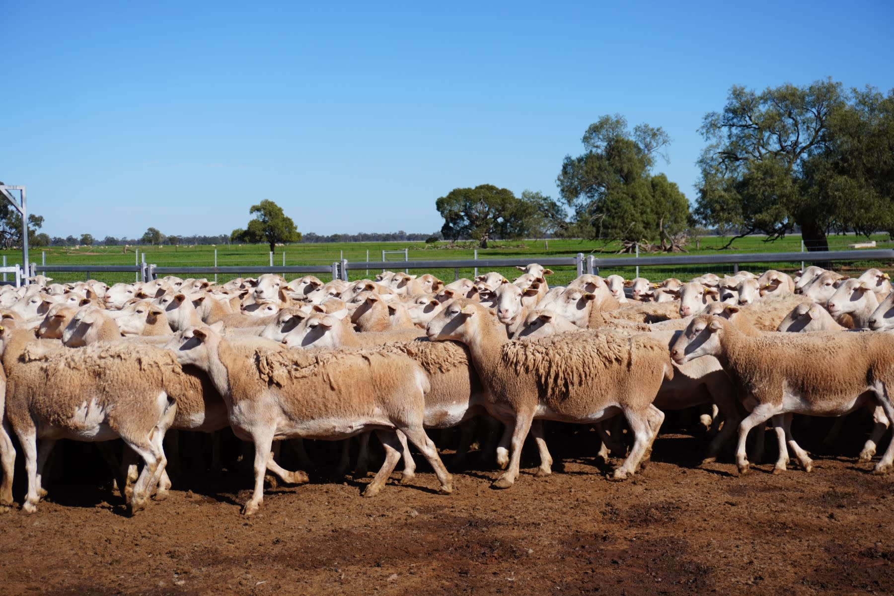660 Proven Ultra White Breeder Ewes, Ready to Join, Nyngan NSW - Agora Livestock listing LKPIZ7Y