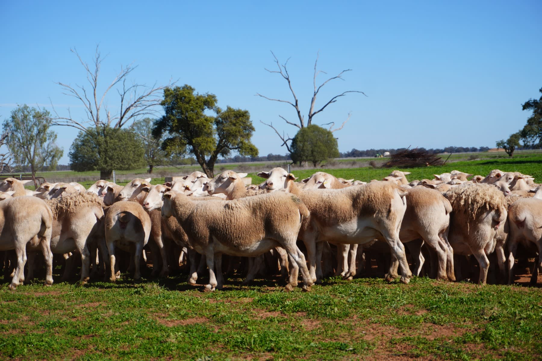 660 Proven Ultra White Breeder Ewes, Ready to Join, Nyngan NSW - Agora Livestock listing LKPIZ7Y