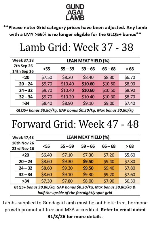 Forward Lamb Grid, Gundagai NSW - Agora Livestock listing OKVINOM
