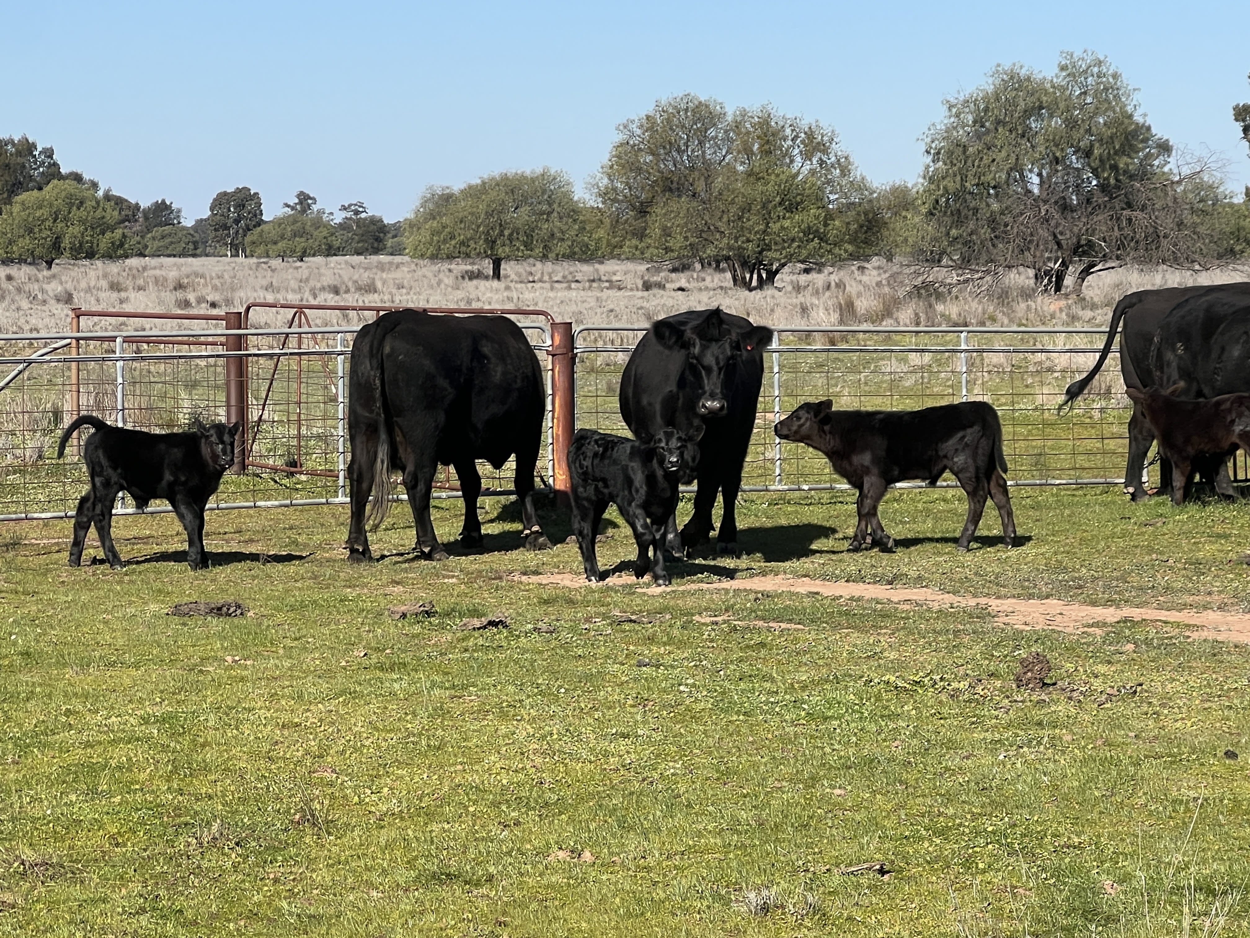 Quiet Purebred Angus Cows with Fresh Calves at Foot, Pilliga NSW - Agora Livestock listing 7NLID3R
