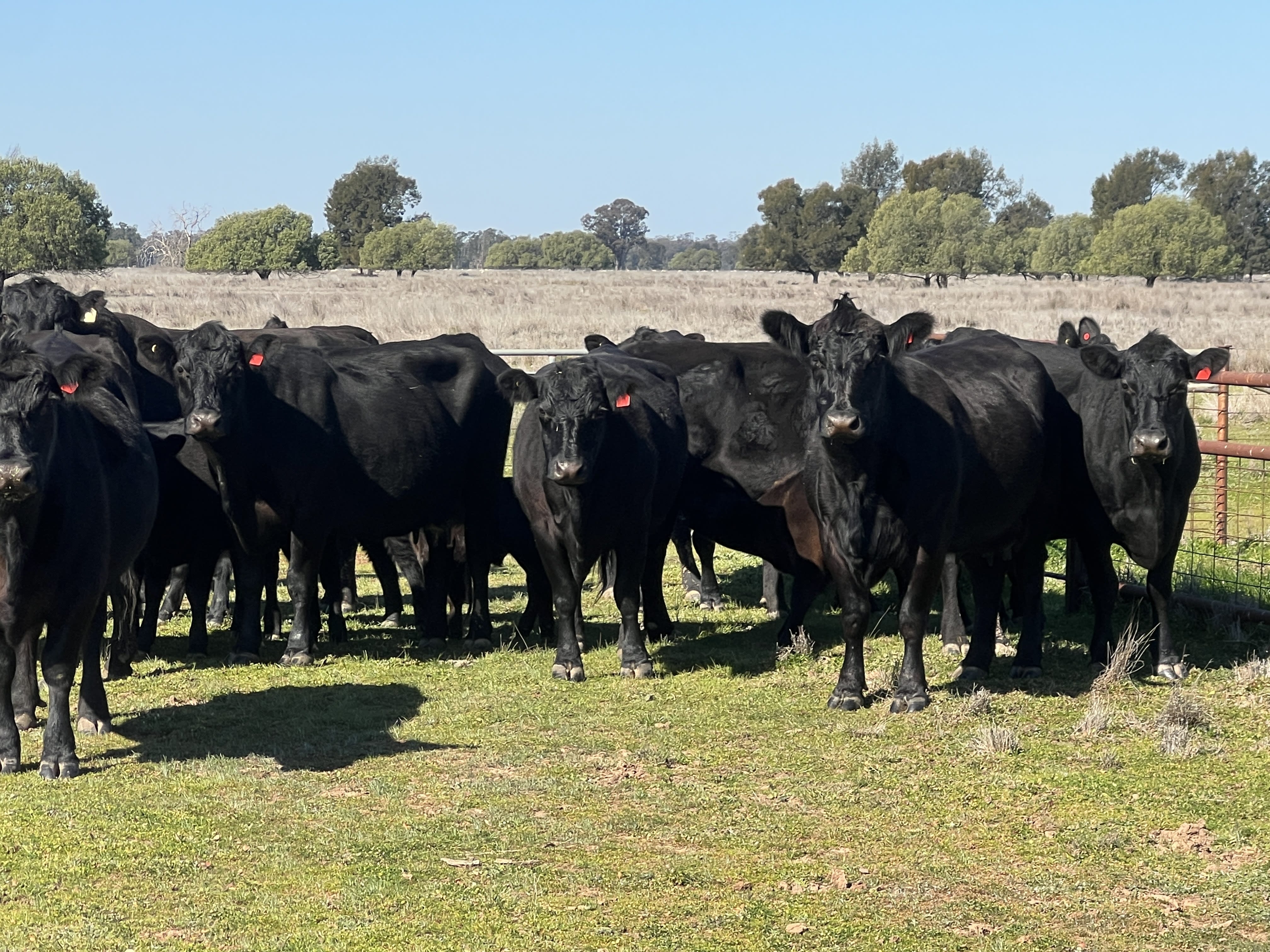 Quiet Purebred Angus Cows with Fresh Calves at Foot, Pilliga NSW - Agora Livestock listing 7NLID3R