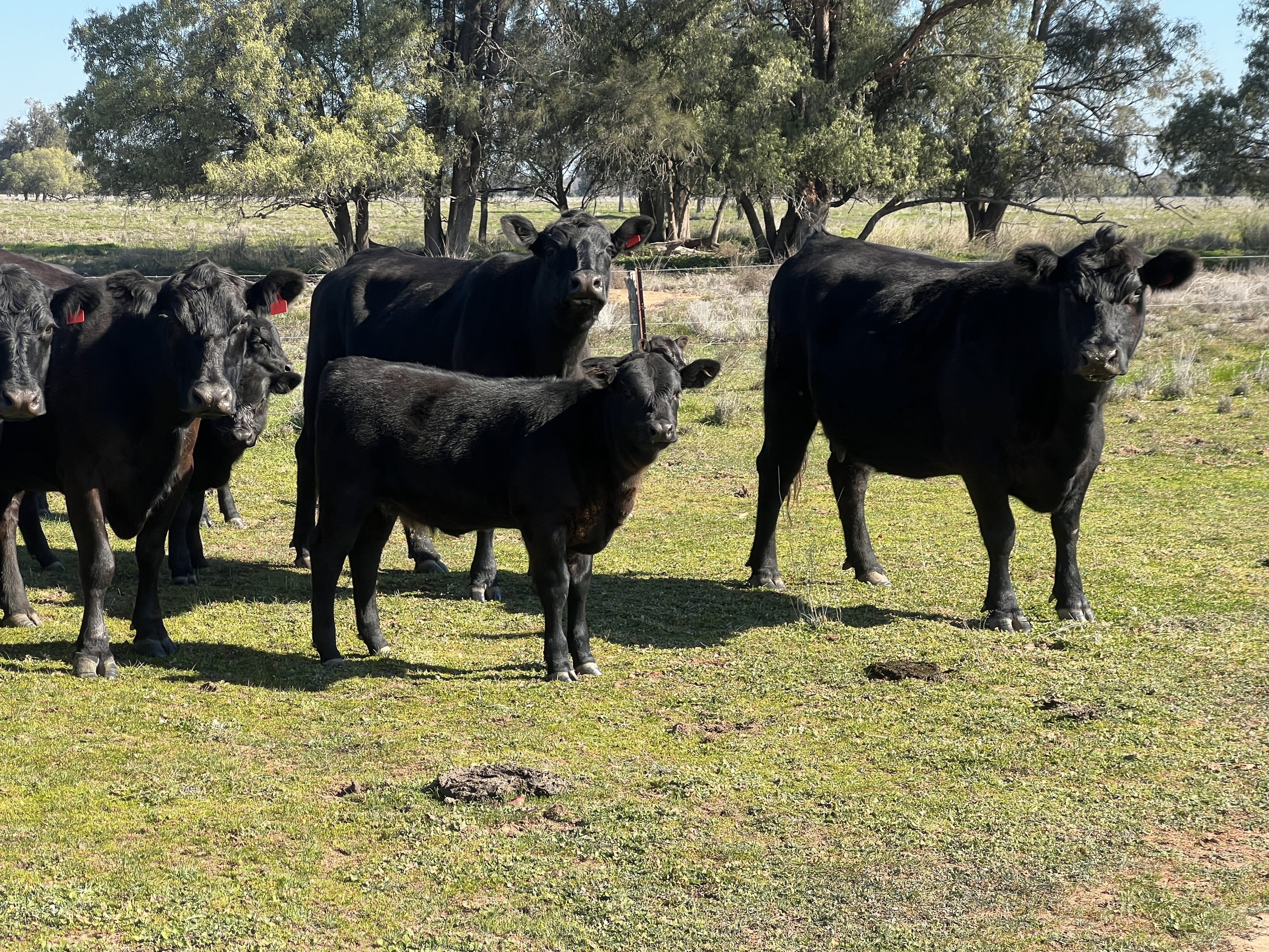 Quiet Purebred Angus Cows with Fresh Calves at Foot, Pilliga NSW - Agora Livestock listing 7NLID3R