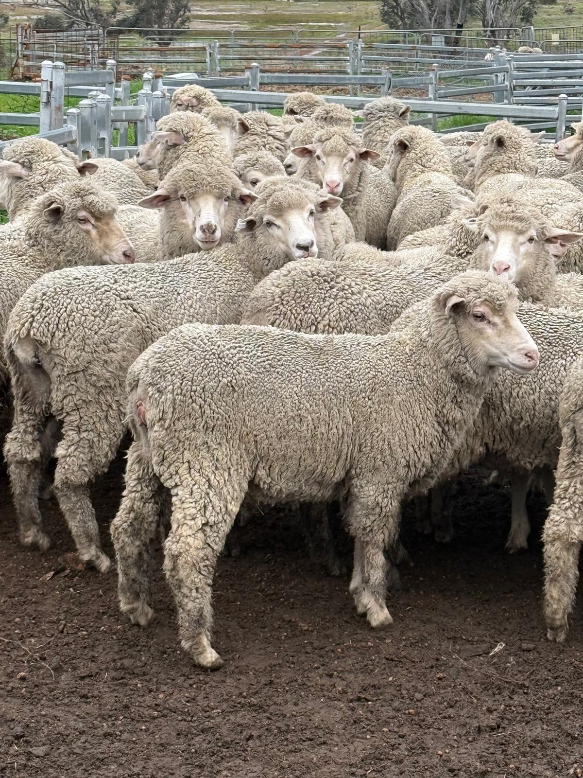 250 Corriedale-Merino x Ewe Lambs, Bibra Lake WA - Agora Livestock listing DVOIDWL