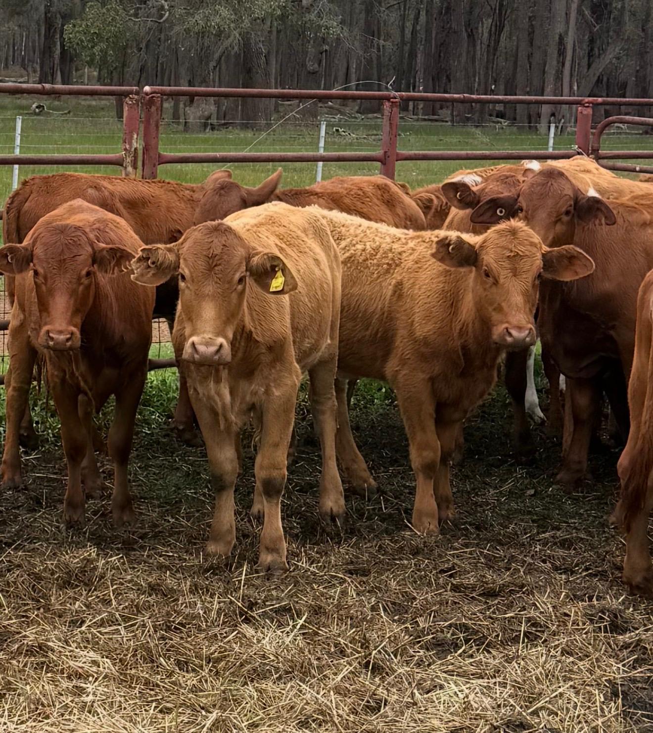 28 Quiet Flatback Pastoral Weaner Heifers, 255kg, Bibra Lake WA - Agora Livestock listing Y4LU516