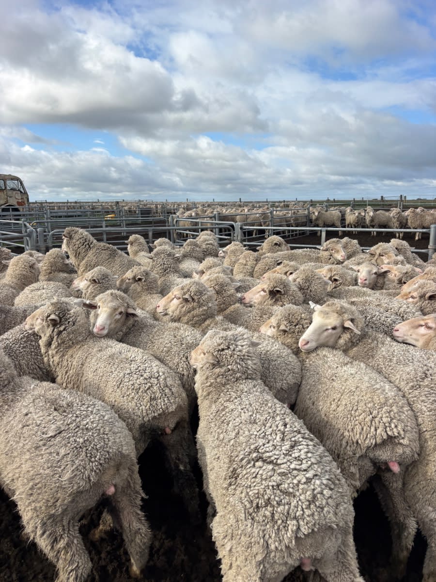 970 Merino Ewe Lambs (AuctionsPlus), Needilup WA - Agora Livestock listing ER6I5E5