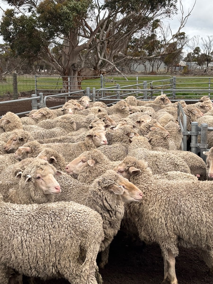 970 Merino Ewe Lambs (AuctionsPlus), Needilup WA - Agora Livestock listing ER6I5E5