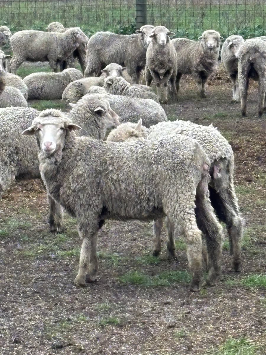 970 Merino Ewe Lambs (AuctionsPlus), Needilup WA - Agora Livestock listing ER6I5E5