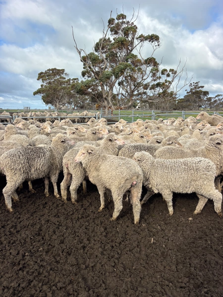 970 Merino Ewe Lambs (AuctionsPlus), Needilup WA - Agora Livestock listing ER6I5E5